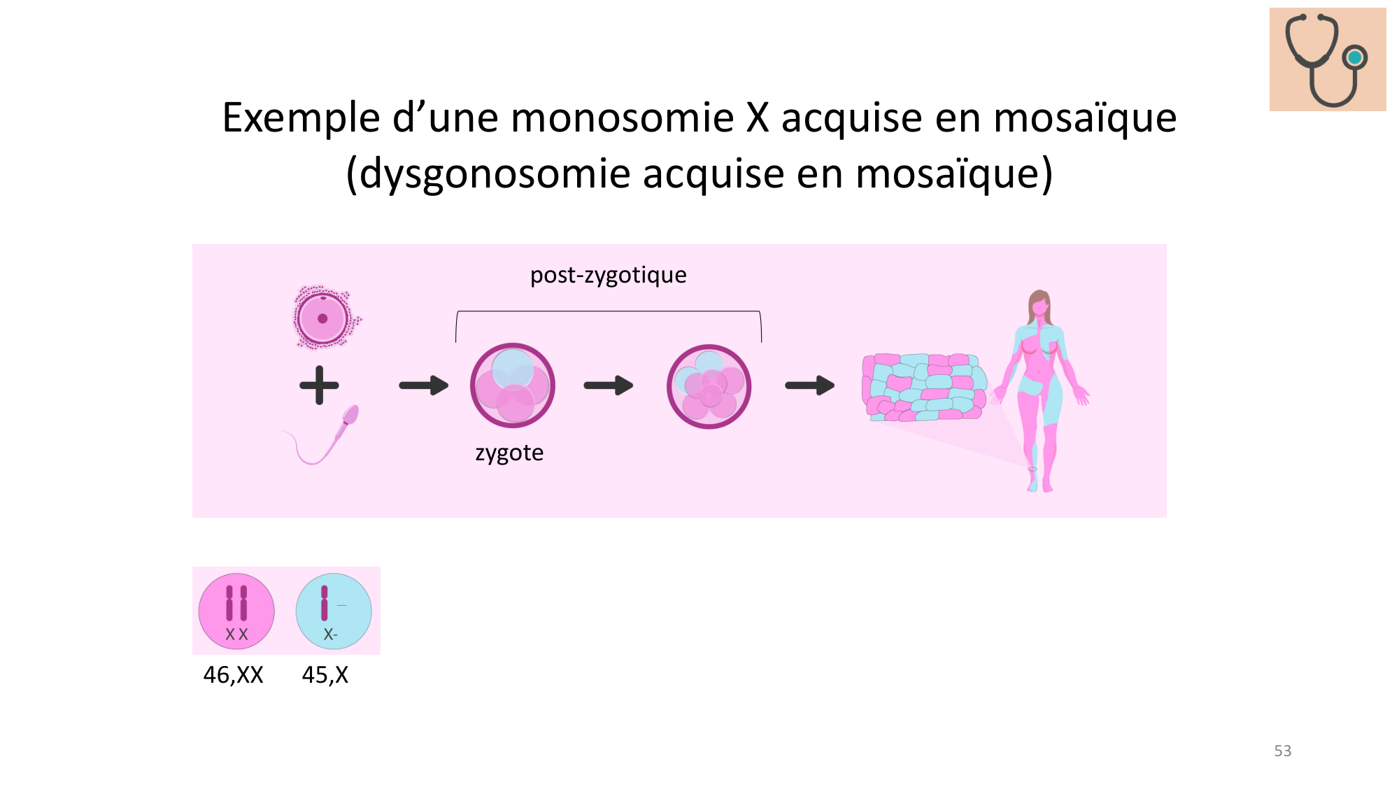 Génétique humaine — session 1 page 53