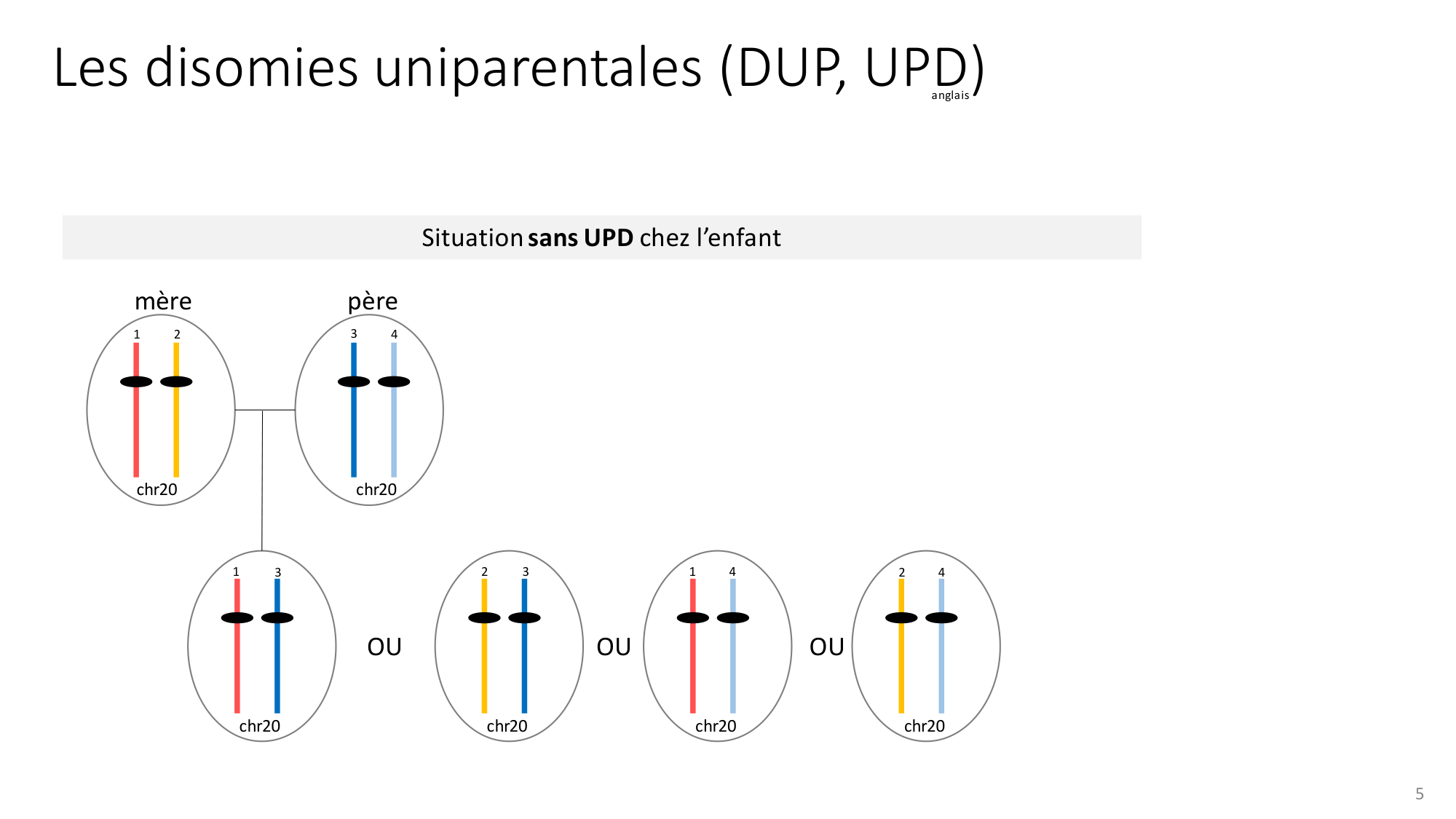Génétique humaine — session 2 page 5