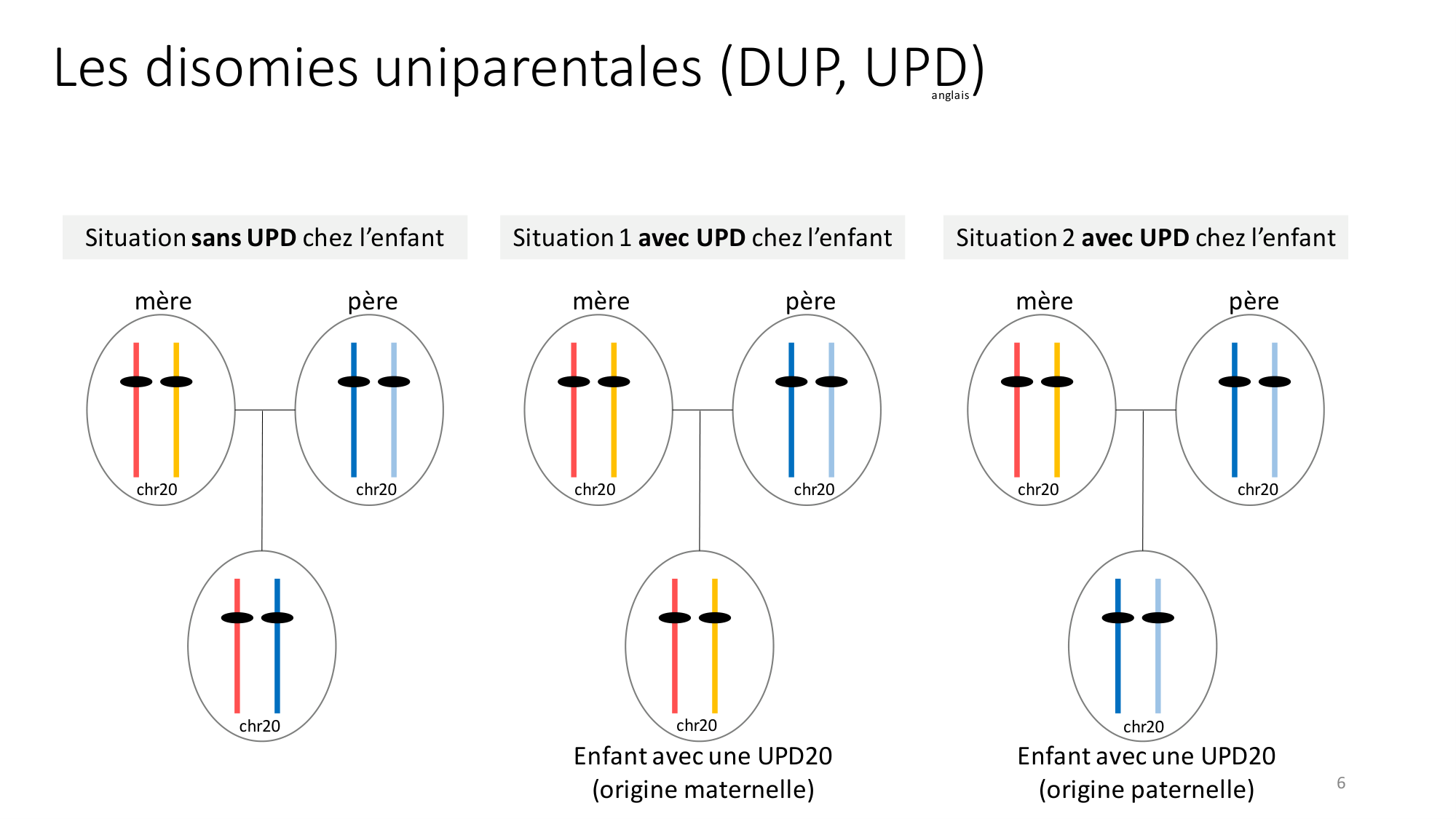 Génétique humaine — session 2 page 6