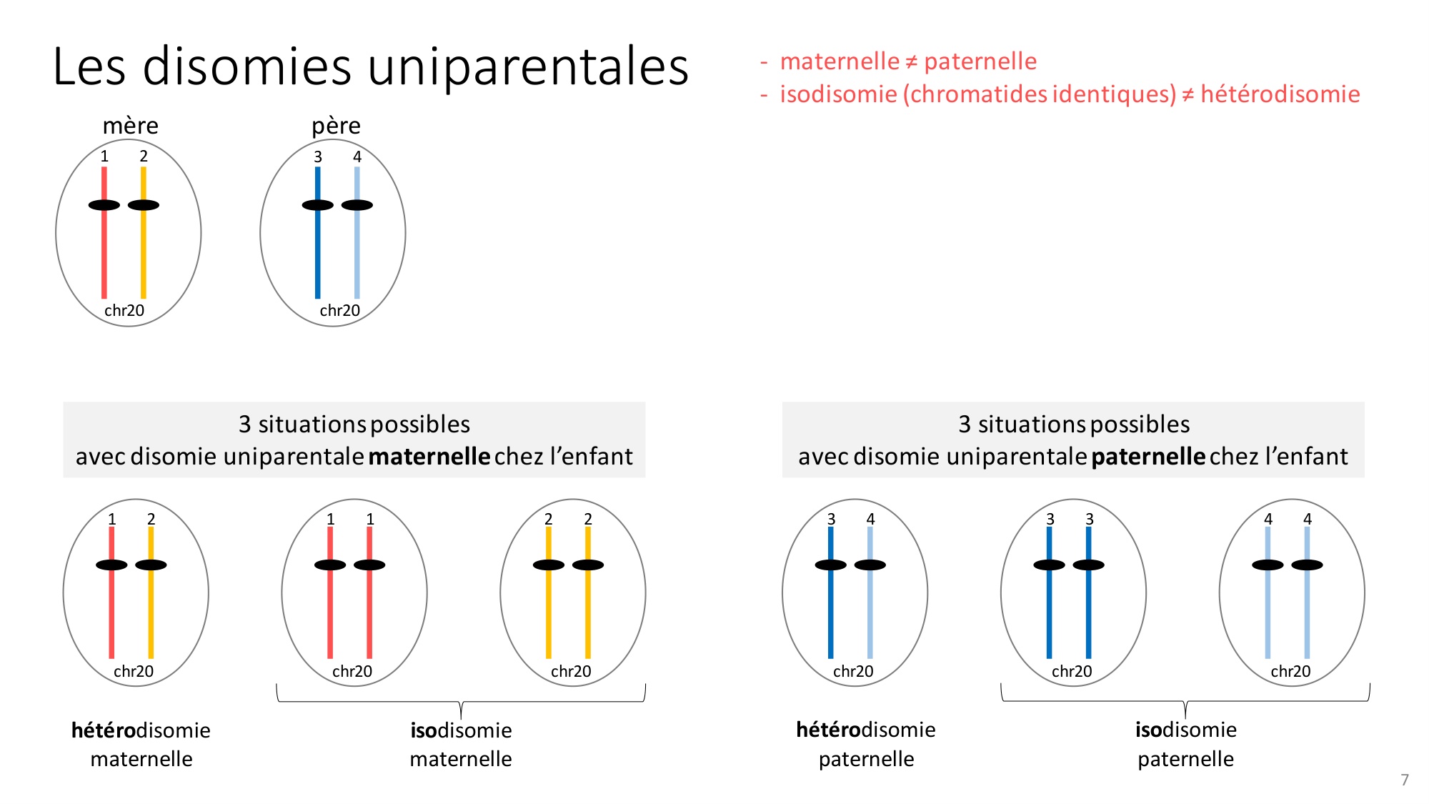 Génétique humaine — session 2 page 7