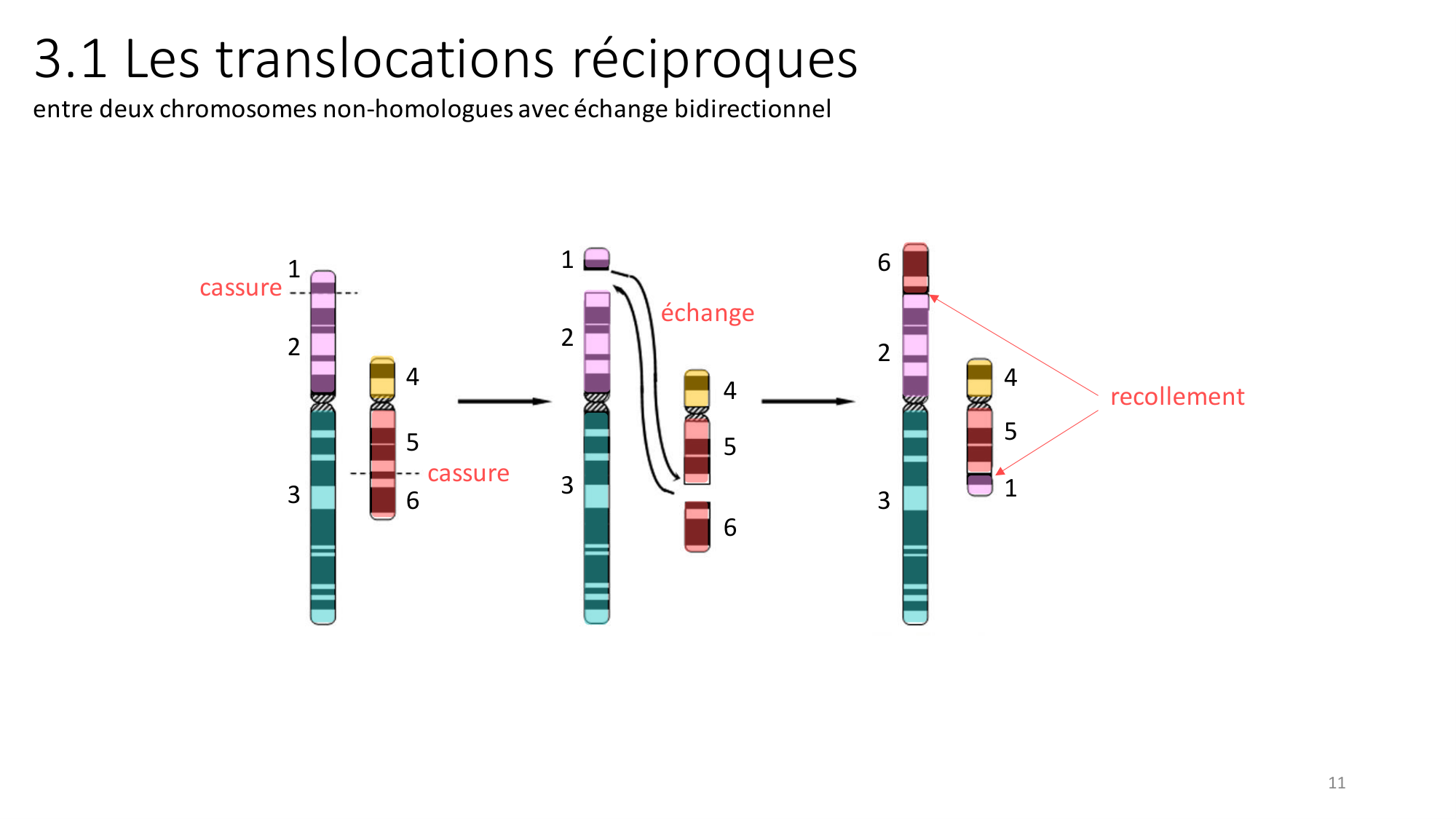 Génétique humaine — session 2 page 11
