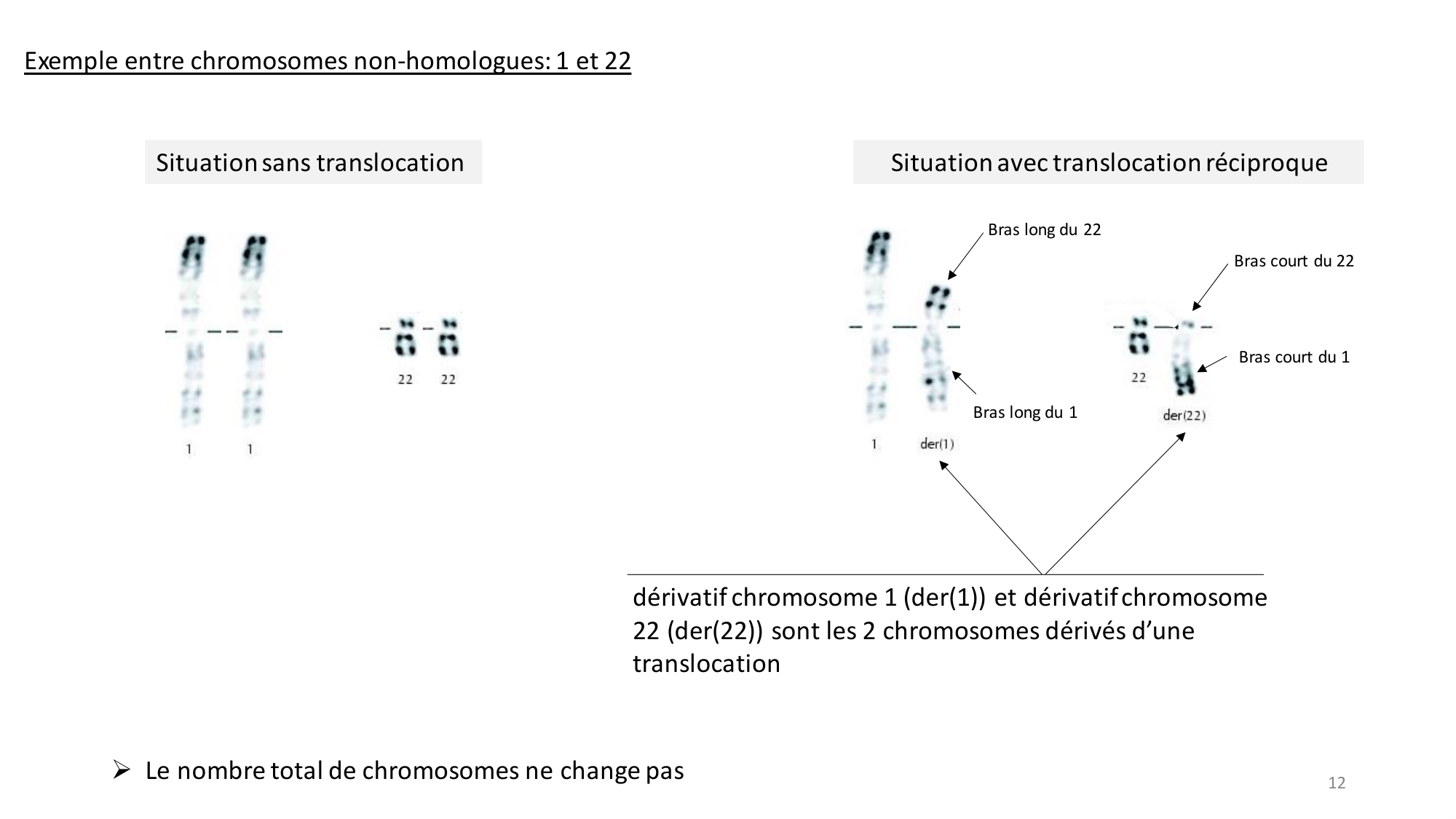 Génétique humaine — session 2 page 12