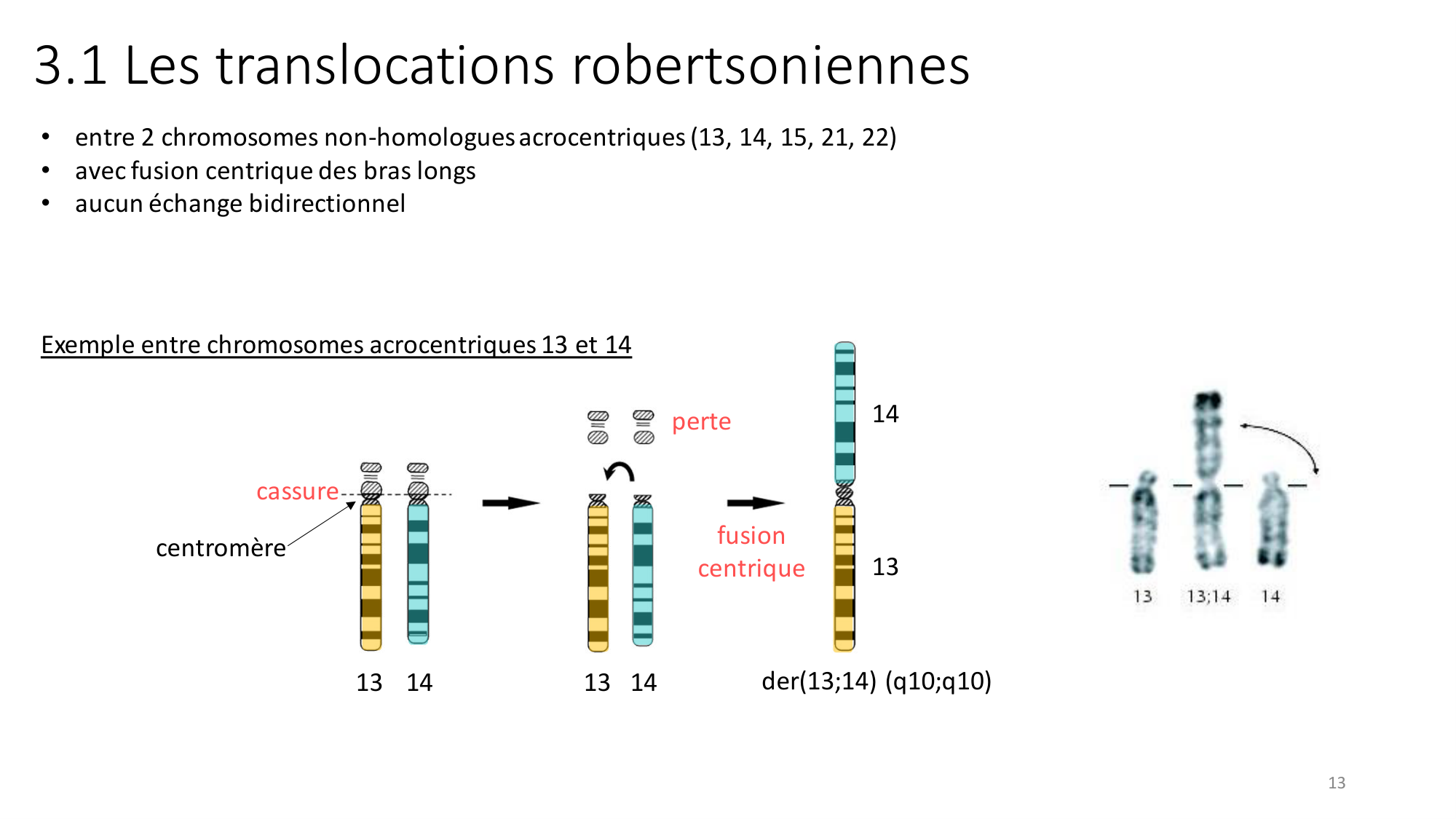 Génétique humaine — session 2 page 13