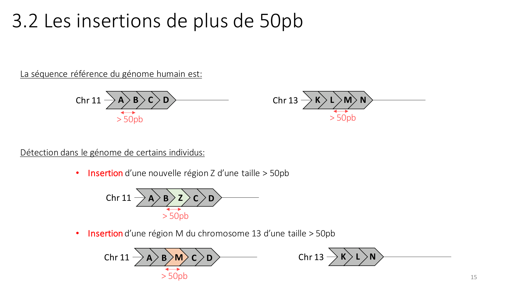 Génétique humaine — session 2 page 15