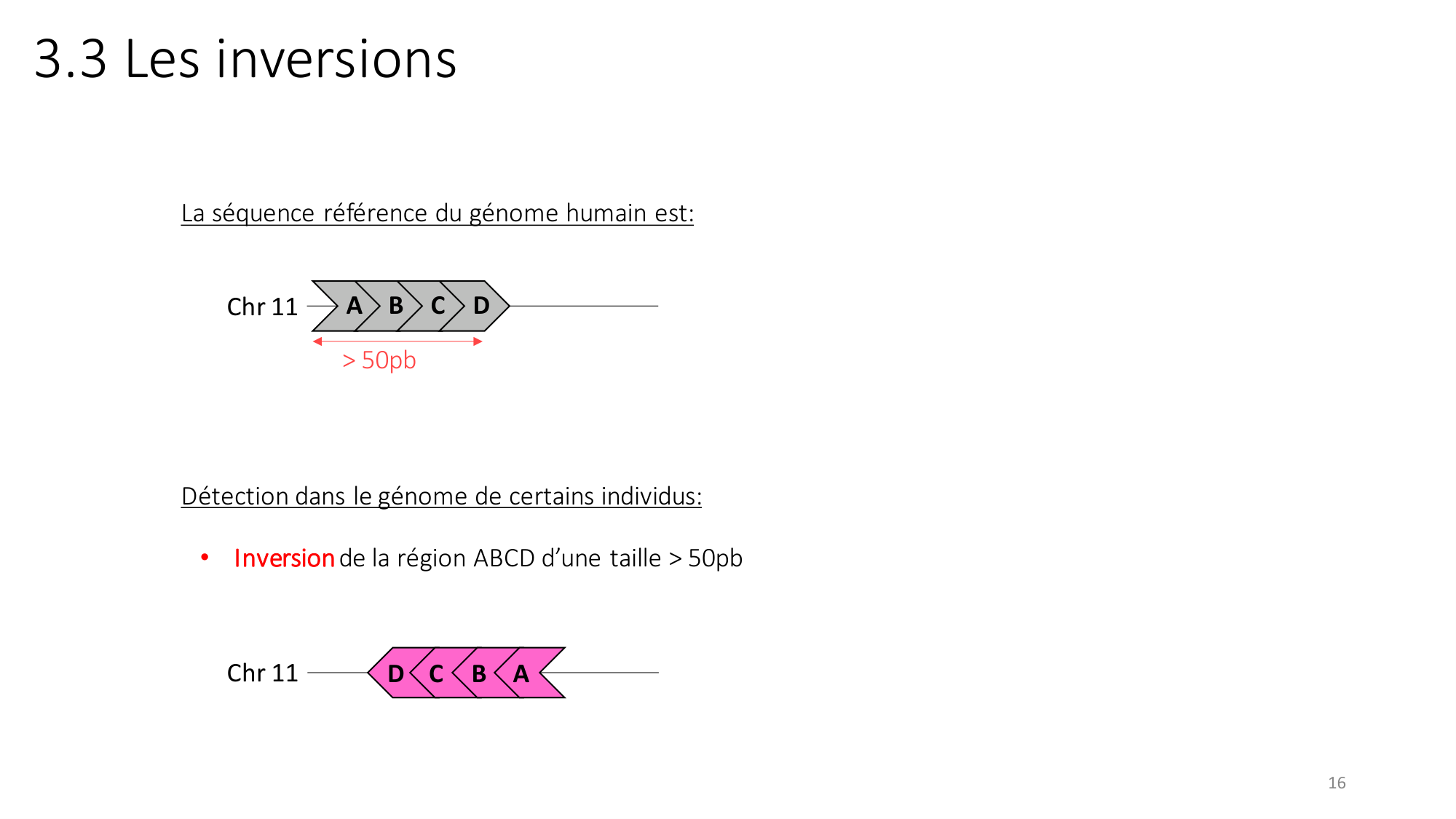 Génétique humaine — session 2 page 16