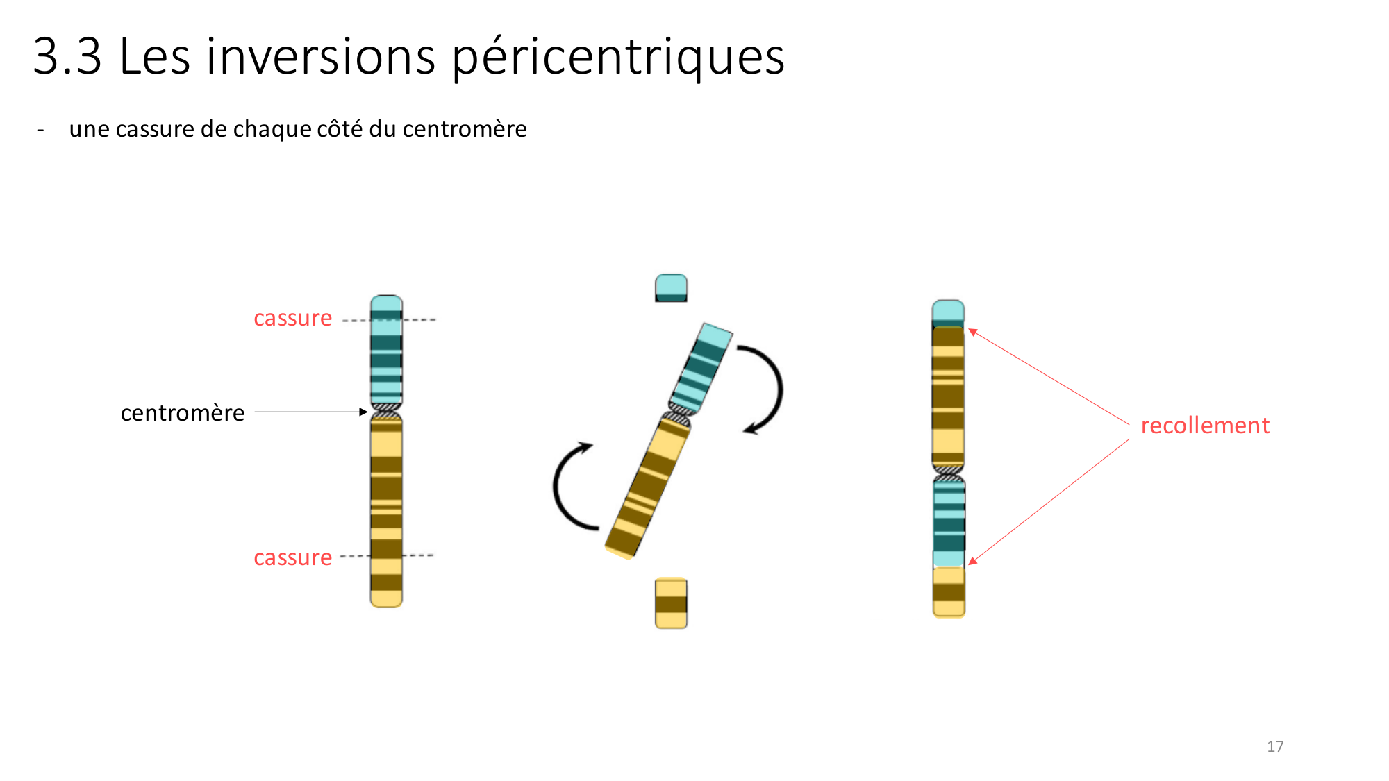 Génétique humaine — session 2 page 17