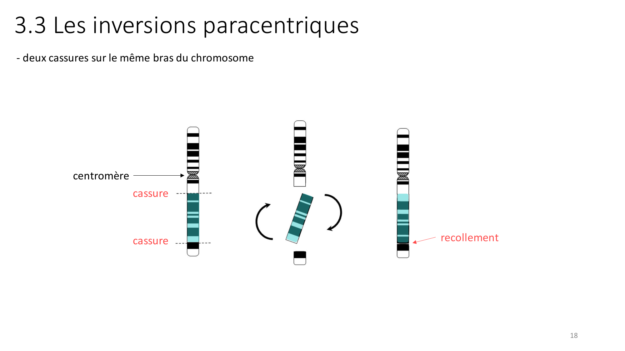 Génétique humaine — session 2 page 18