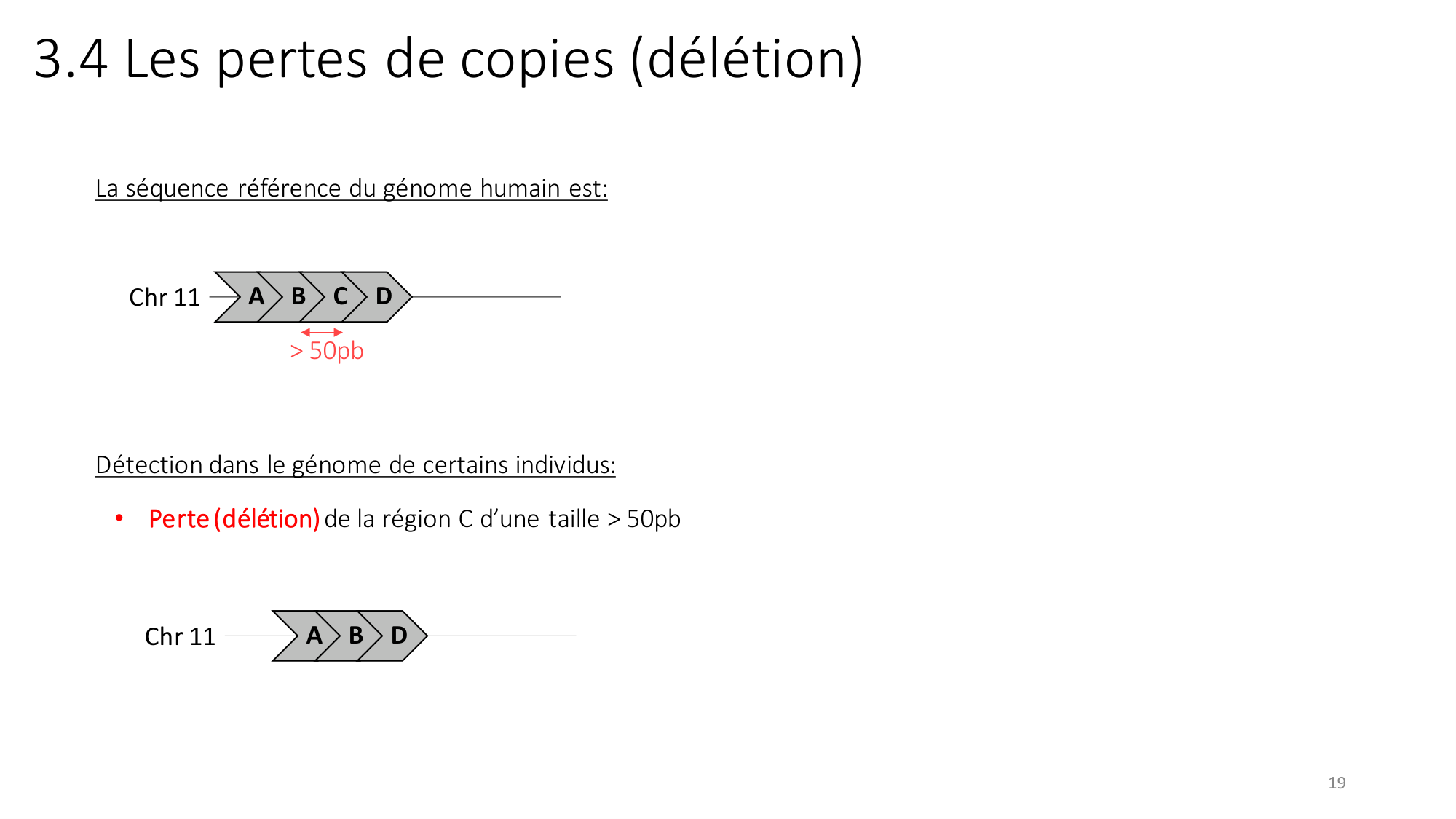 Génétique humaine — session 2 page 19