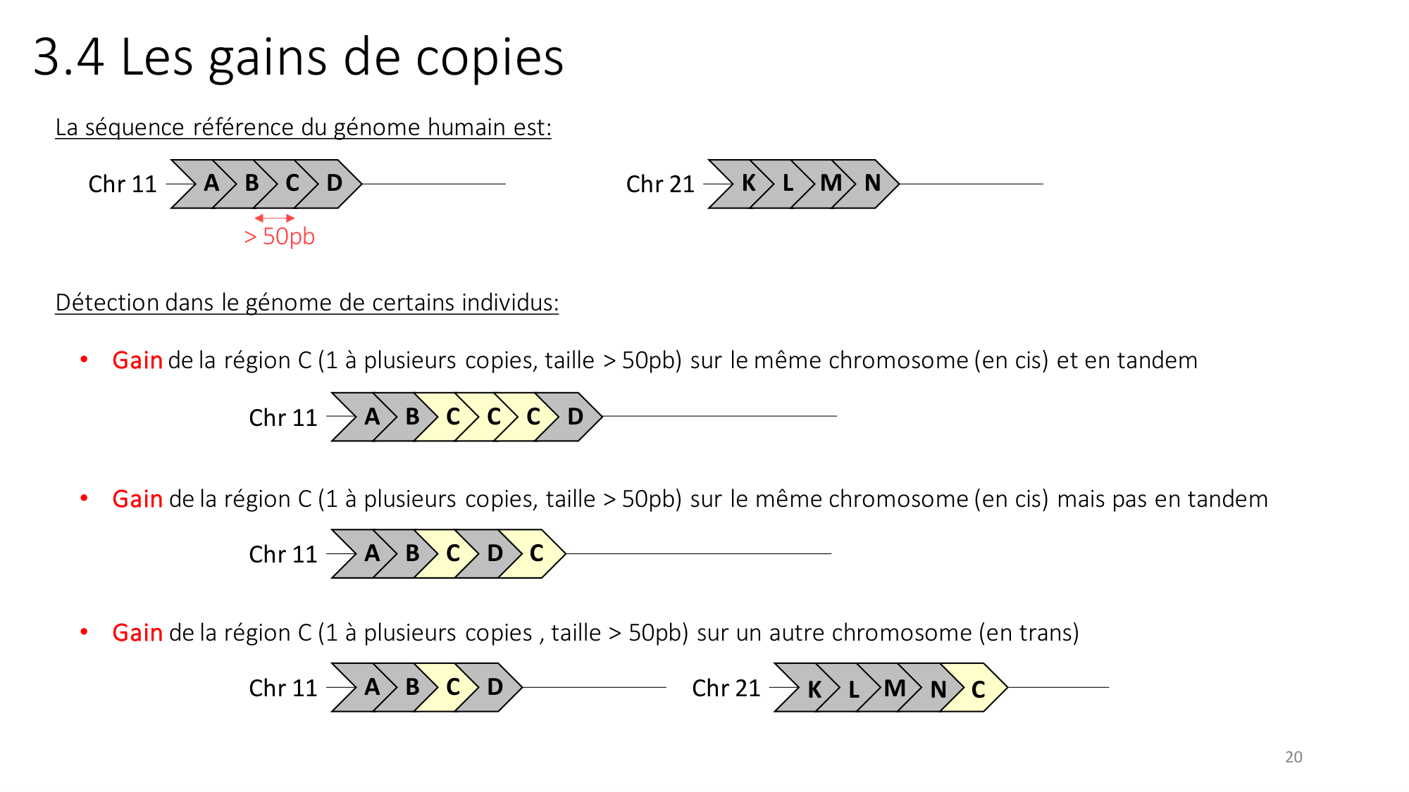 Génétique humaine — session 2 page 20