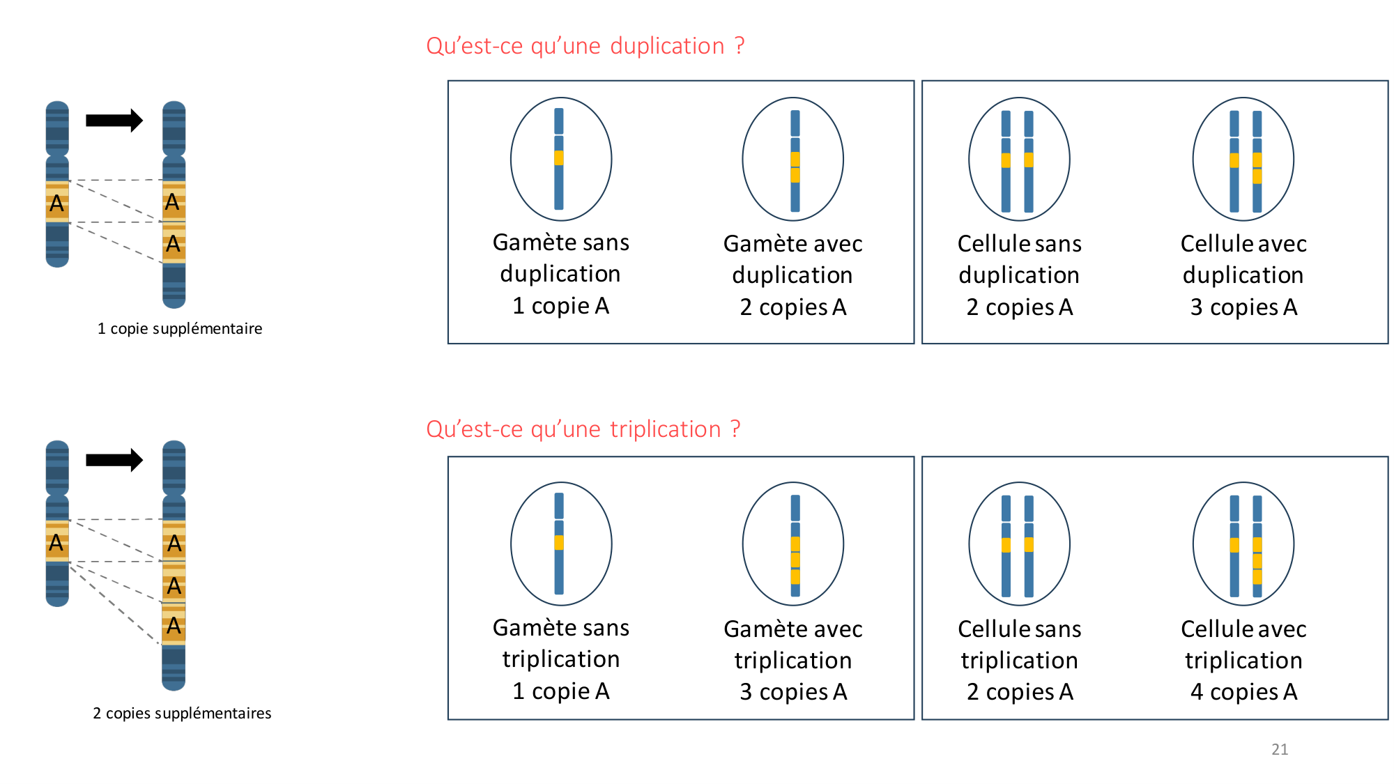 Génétique humaine — session 2 page 21