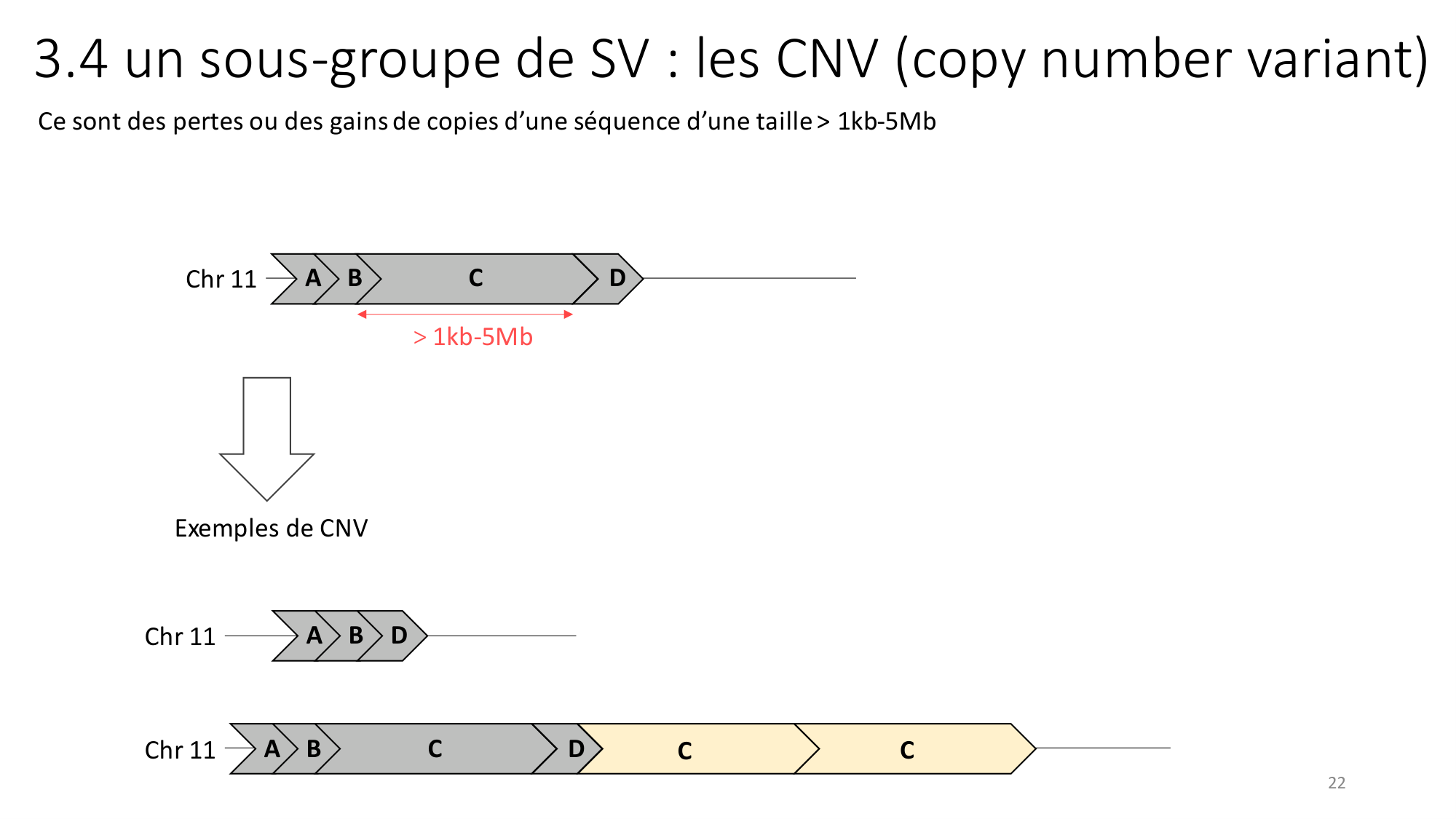 Génétique humaine — session 2 page 22