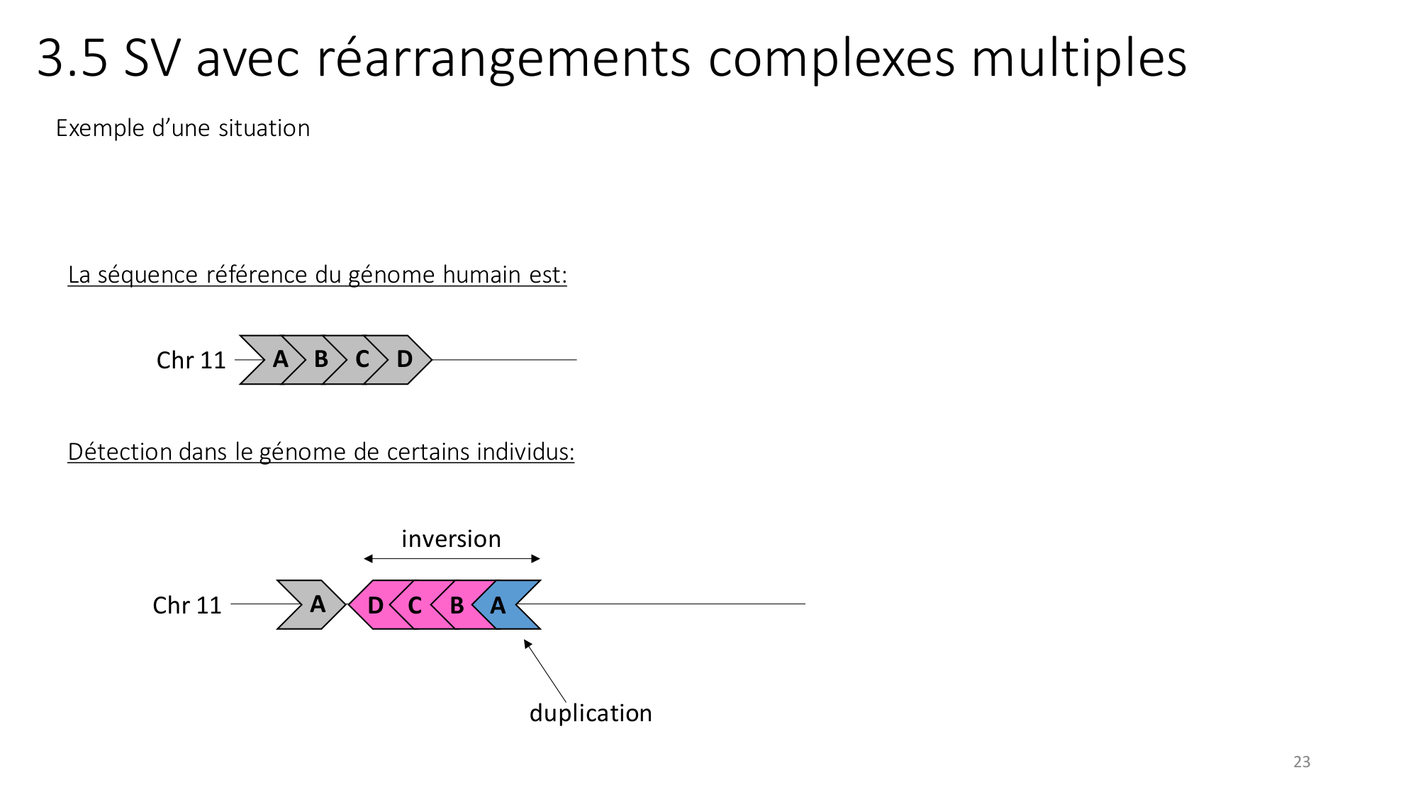 Génétique humaine — session 2 page 23