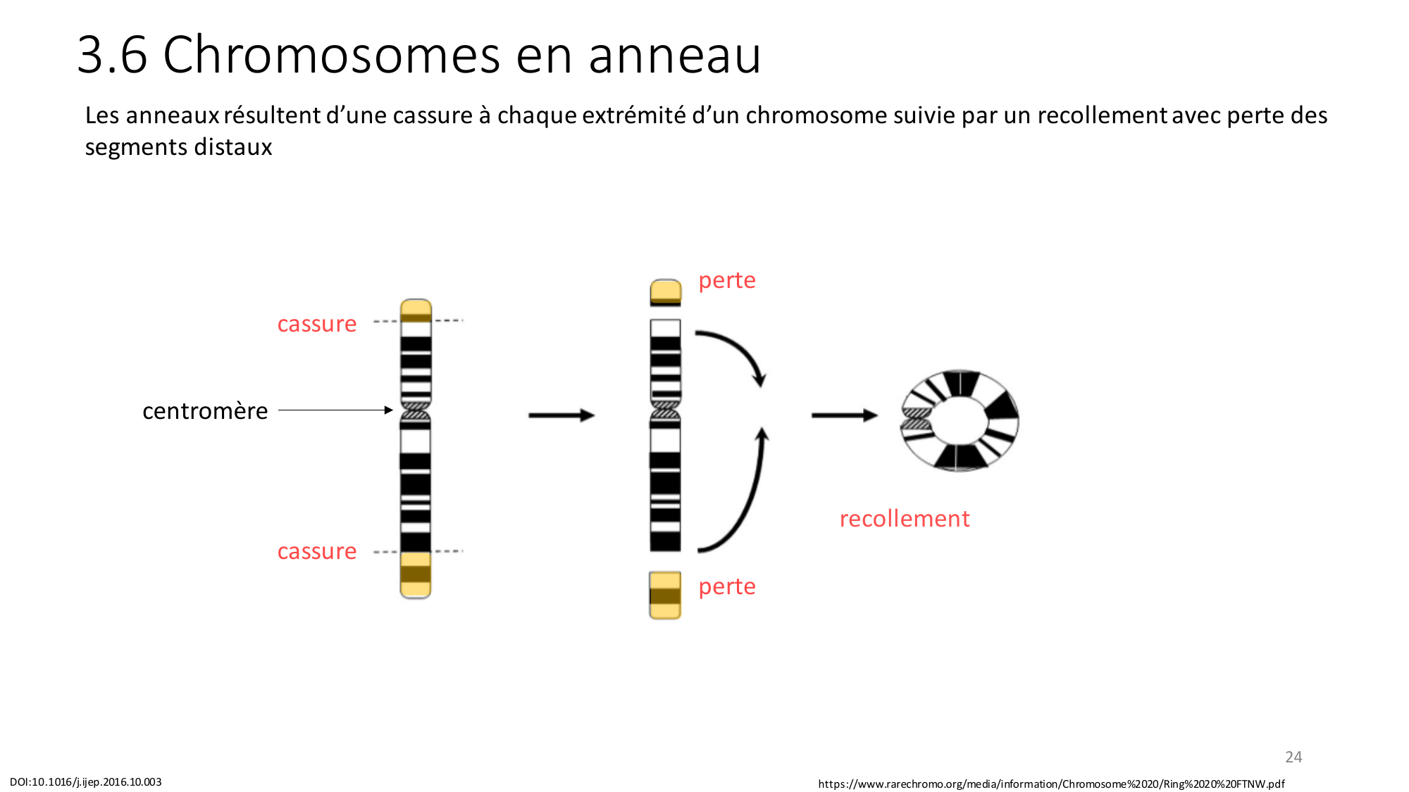 Génétique humaine — session 2 page 24