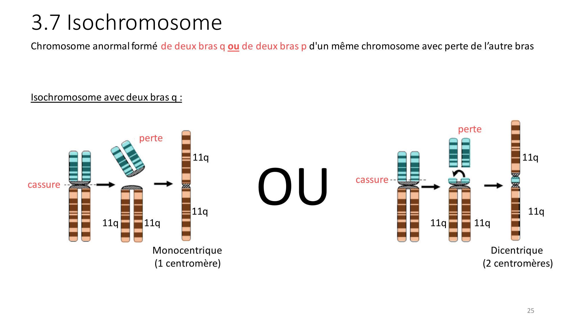 Génétique humaine — session 2 page 25