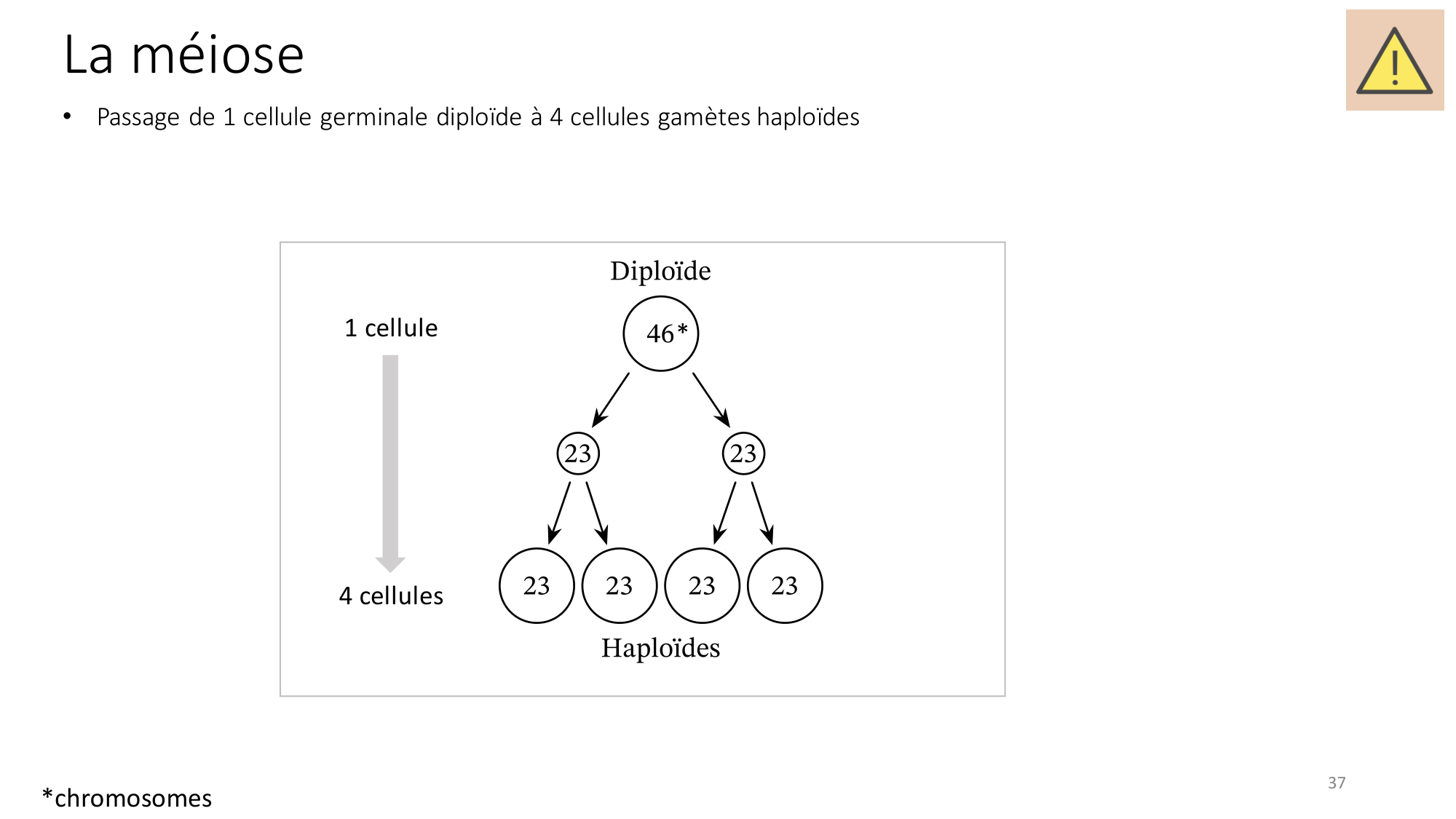Génétique humaine — session 2 page 37
