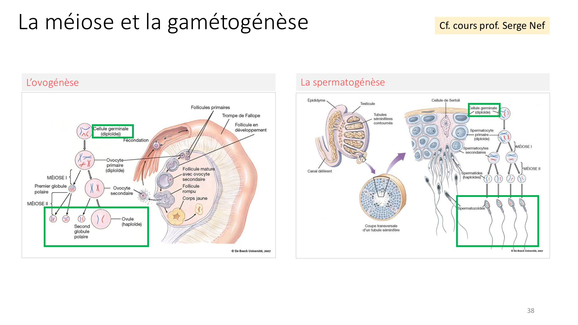 Génétique humaine — session 2 page 38