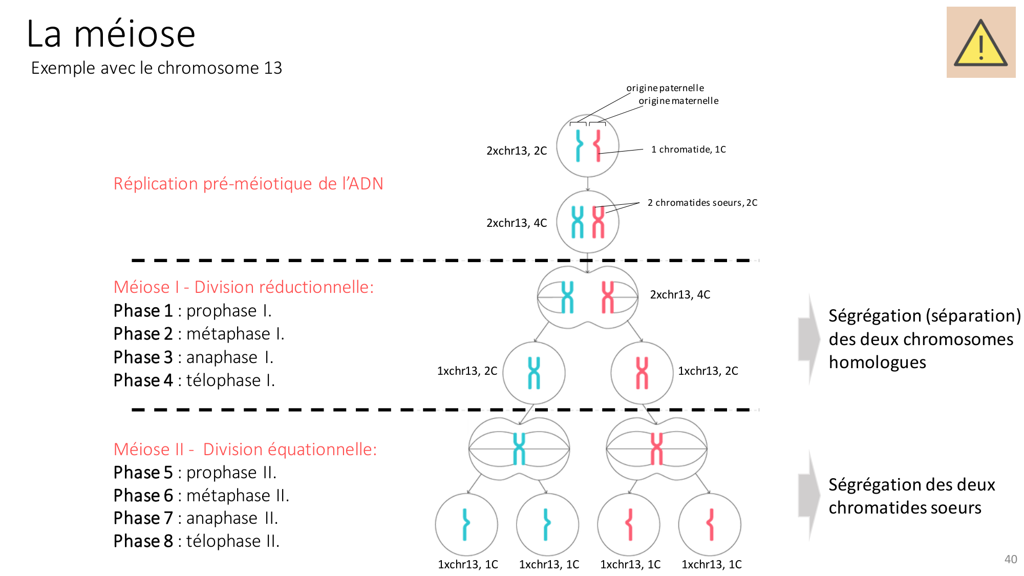 Génétique humaine — session 2 page 40