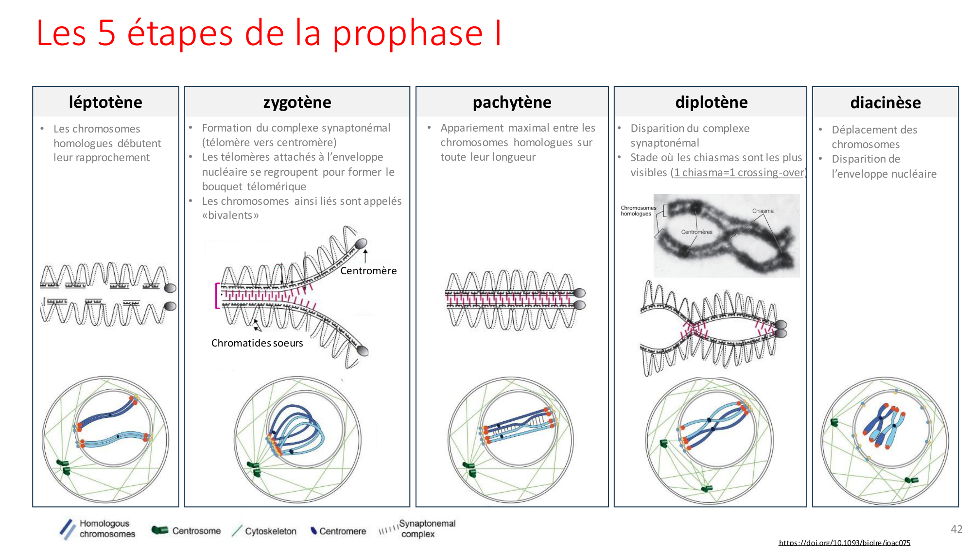 Génétique humaine — session 2 page 42