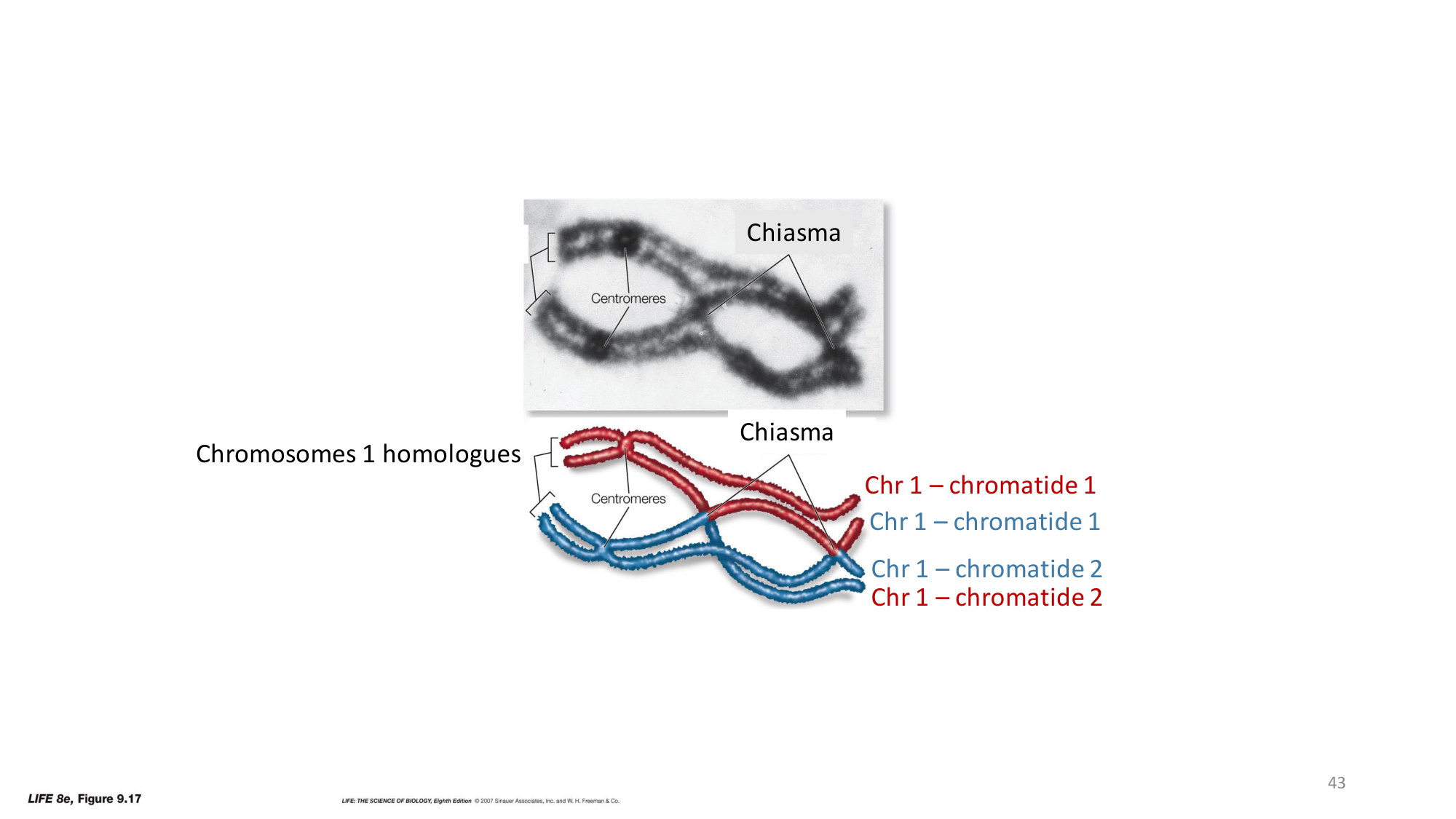Génétique humaine — session 2 page 43