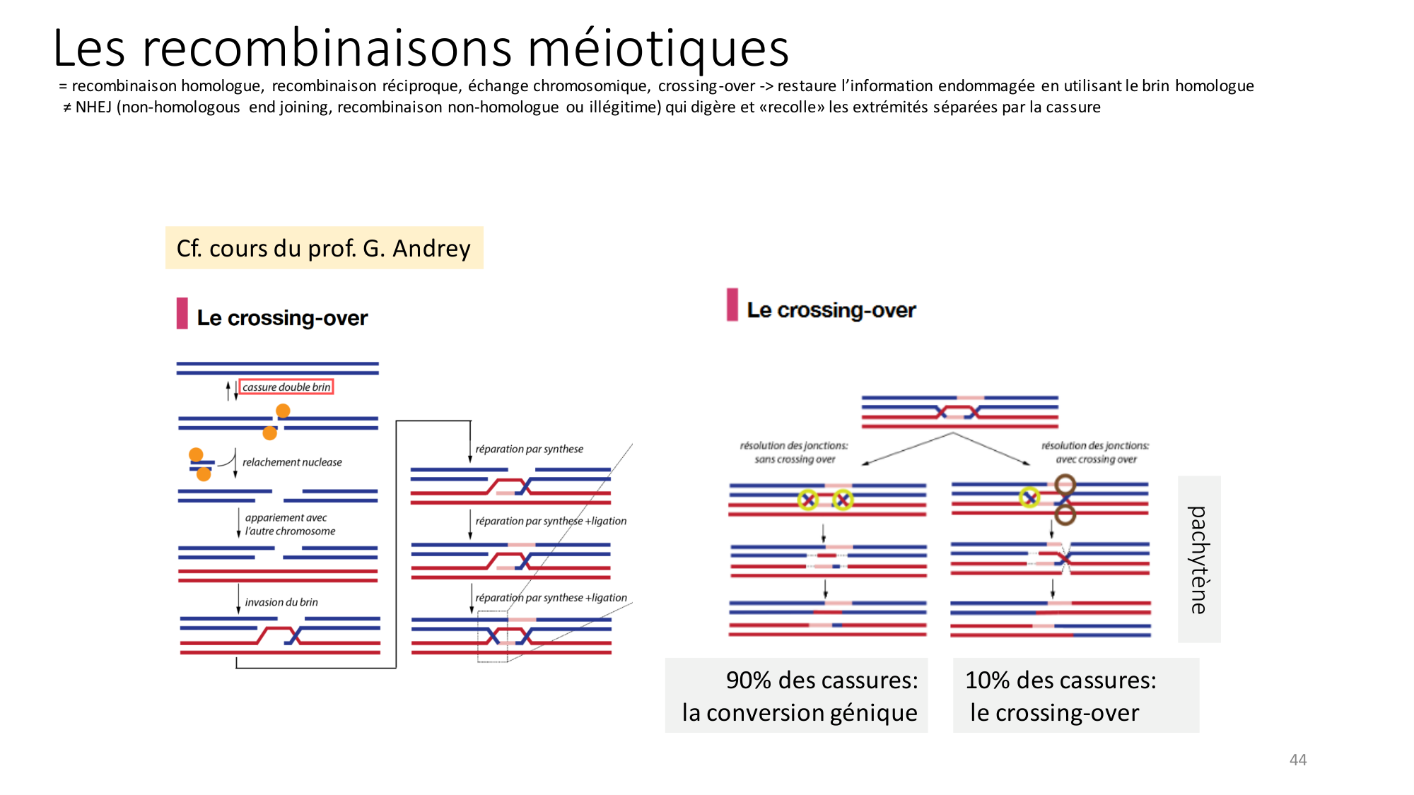 Génétique humaine — session 2 page 44