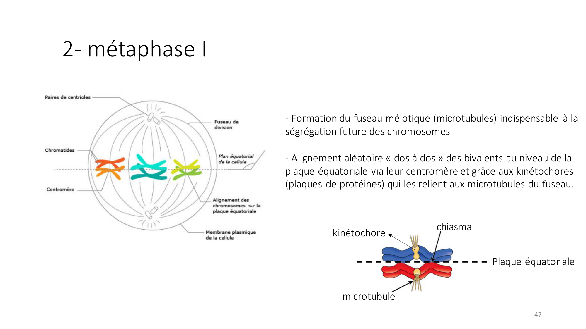 Génétique humaine — session 2 page 47