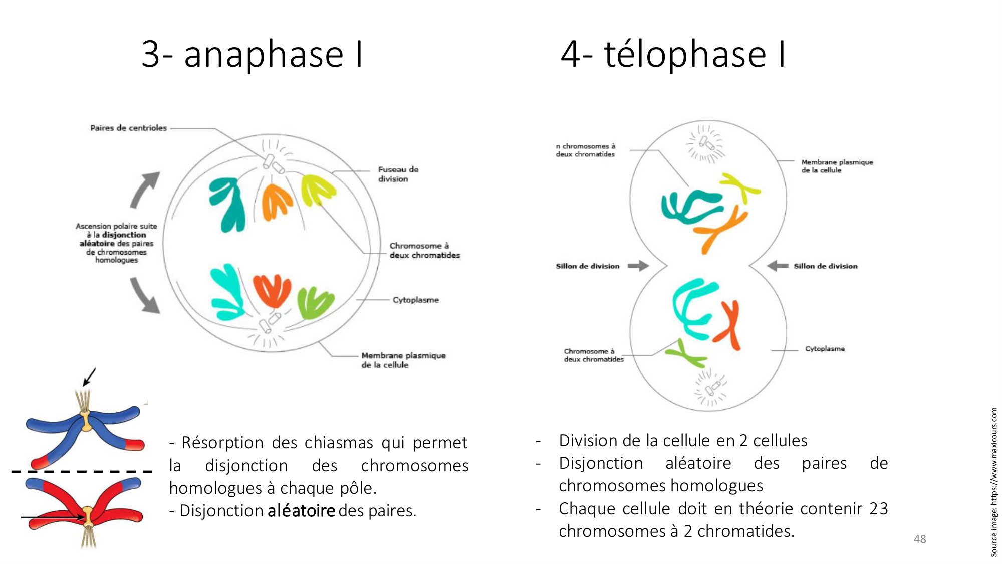 Génétique humaine — session 2 page 48