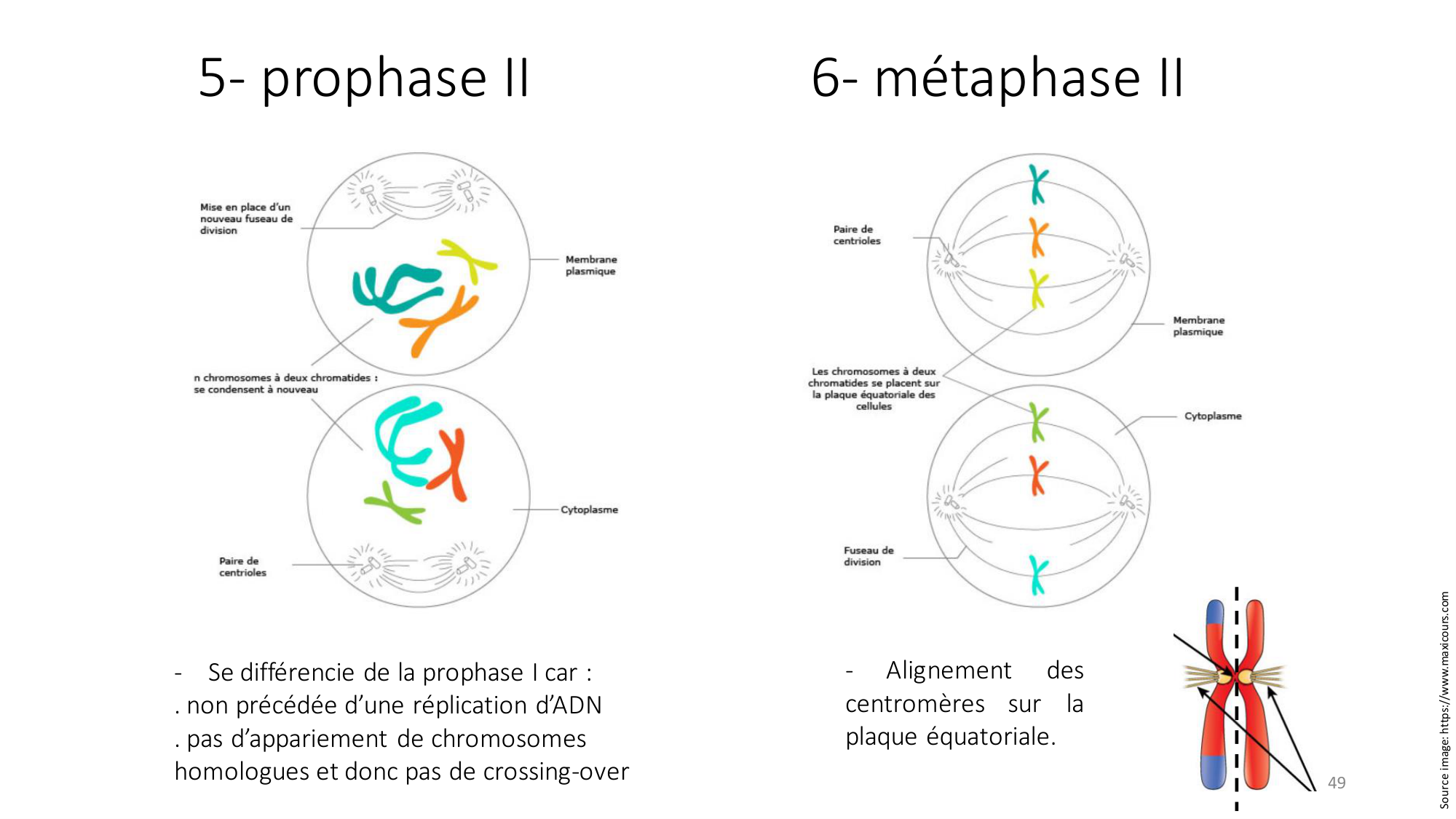 Génétique humaine — session 2 page 49