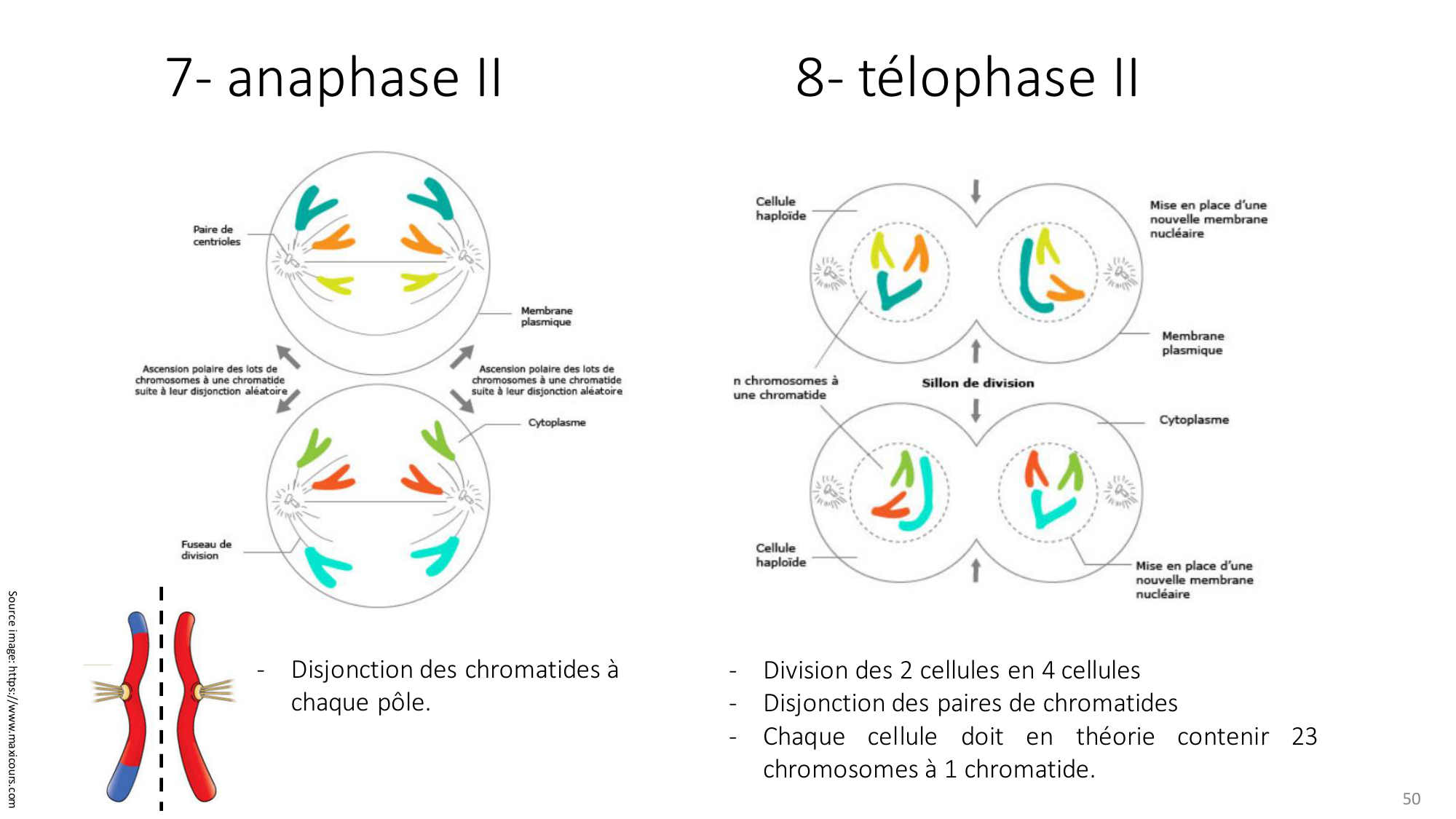 Génétique humaine — session 2 page 50