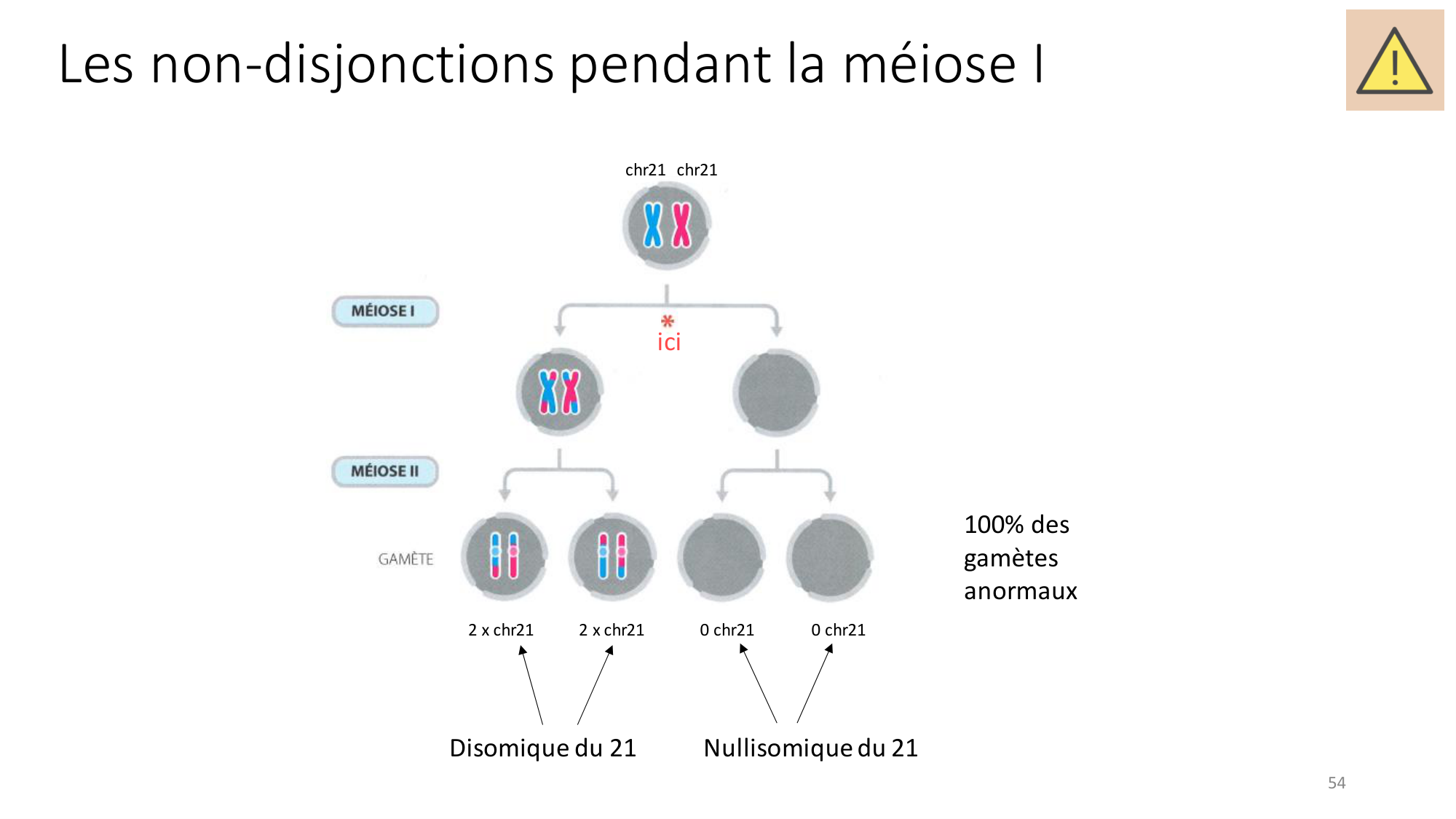 Génétique humaine — session 2 page 54