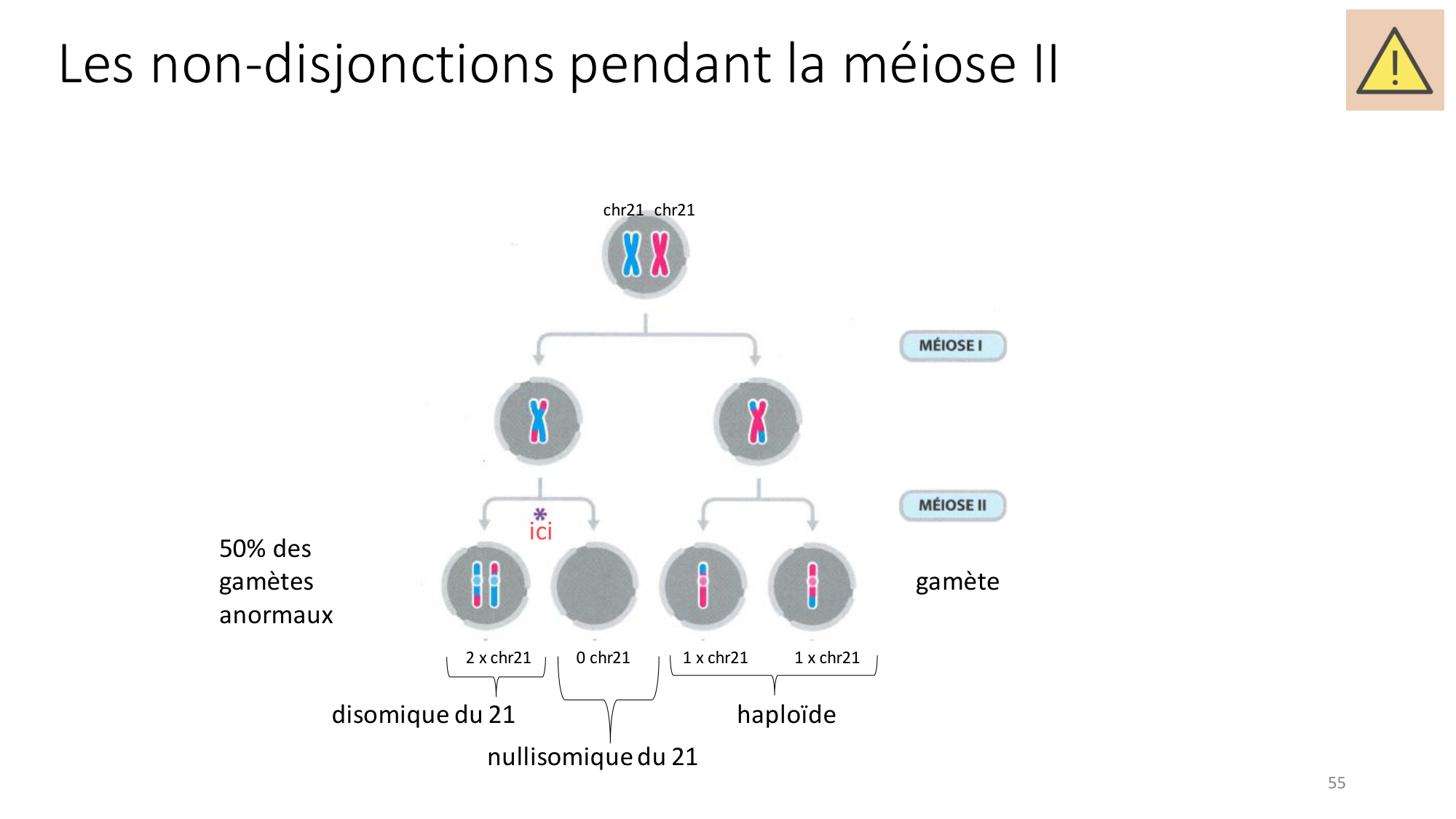 Génétique humaine — session 2 page 55