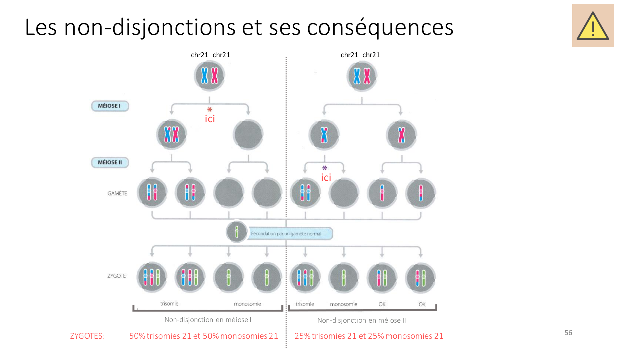 Génétique humaine — session 2 page 56