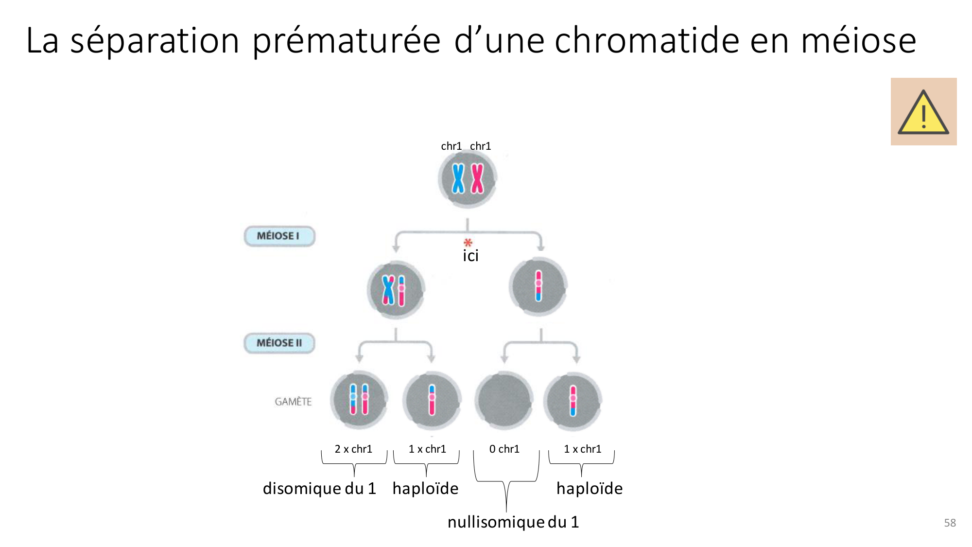 Génétique humaine — session 2 page 58