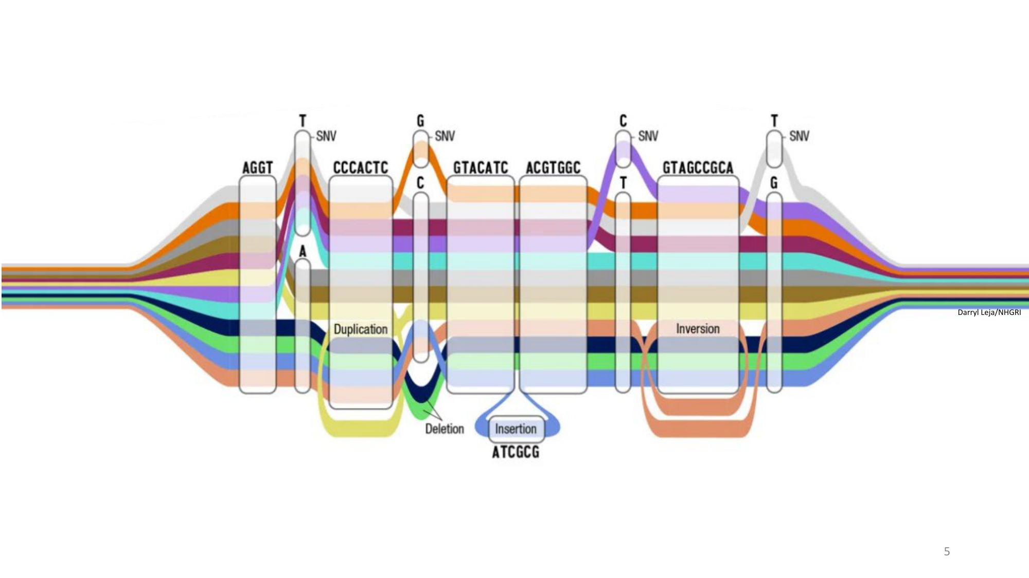 Génétique humaine — session 3 page 5