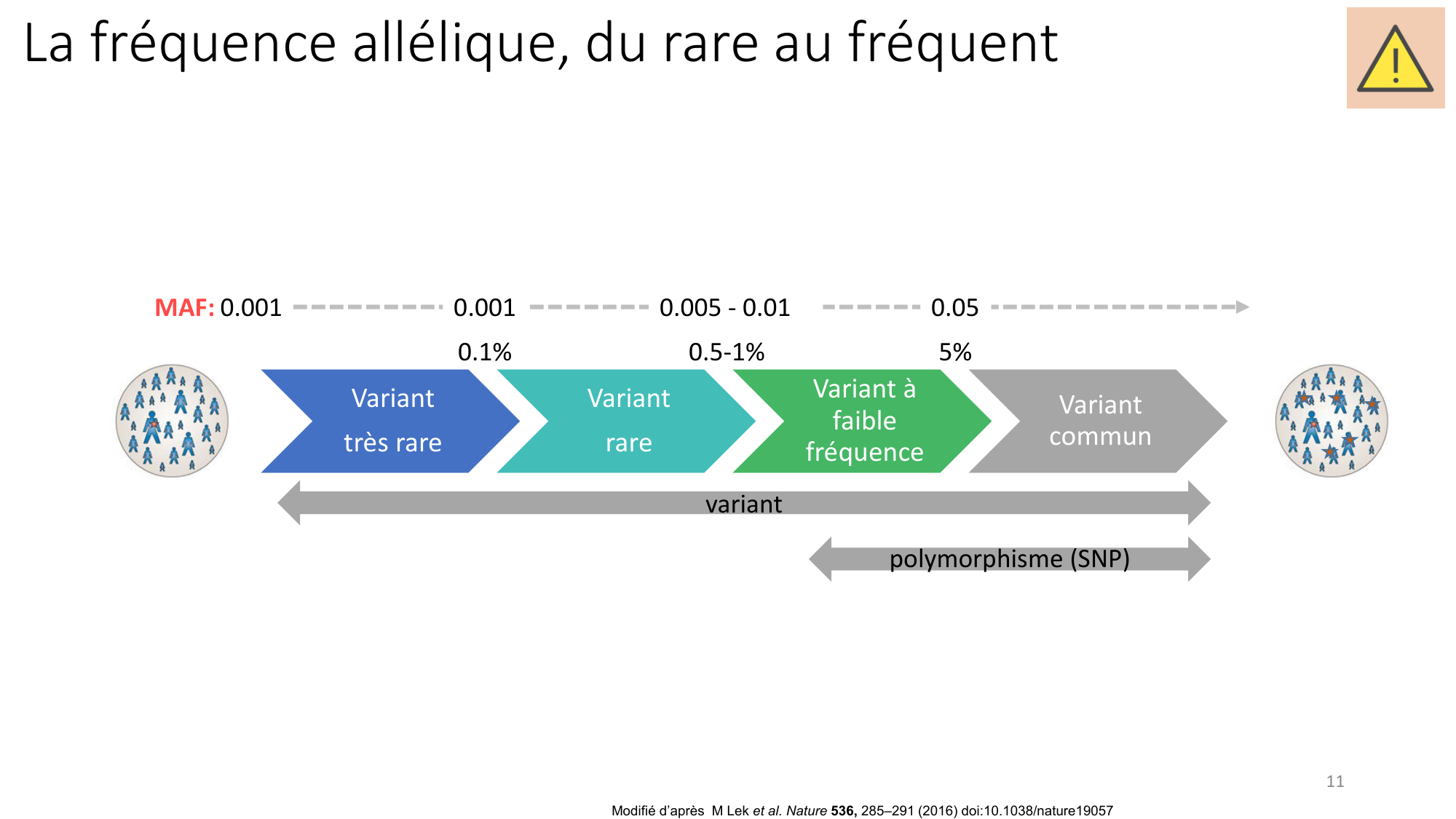 Génétique humaine — session 3 page 11