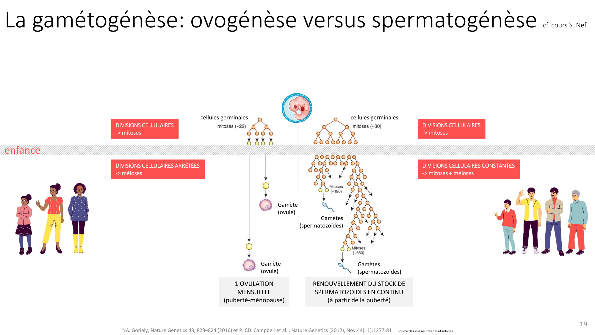 Génétique humaine — session 3 page 19