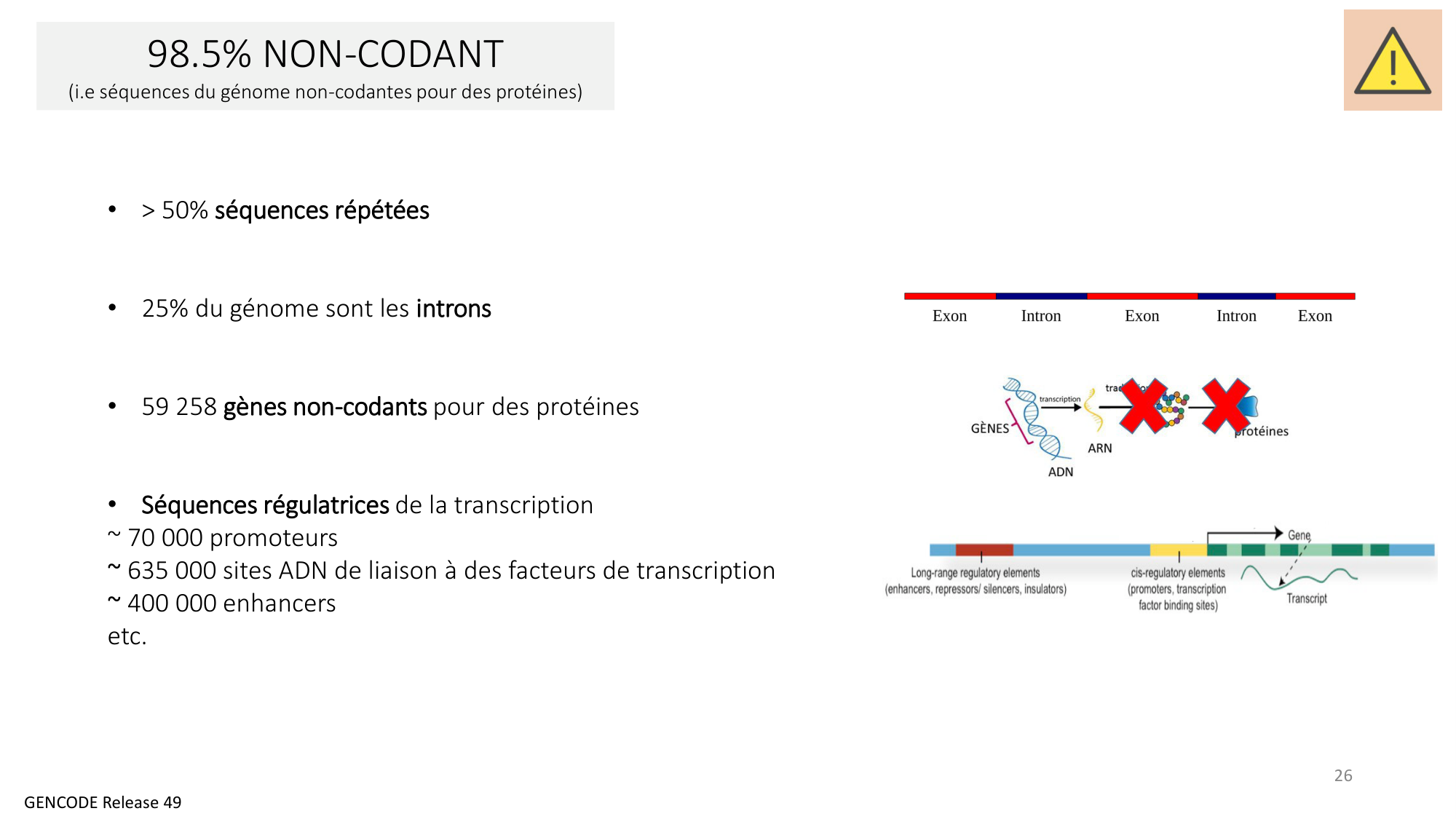 Génétique humaine — session 3 page 26