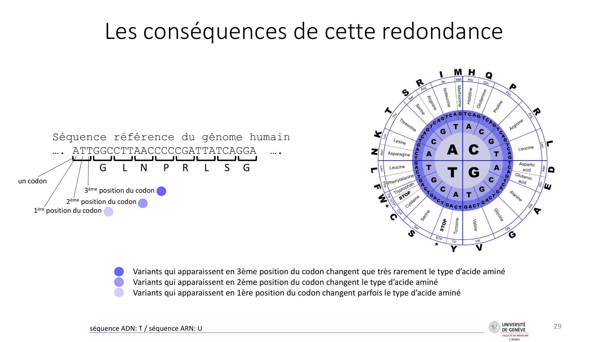 Génétique humaine — session 3 page 29