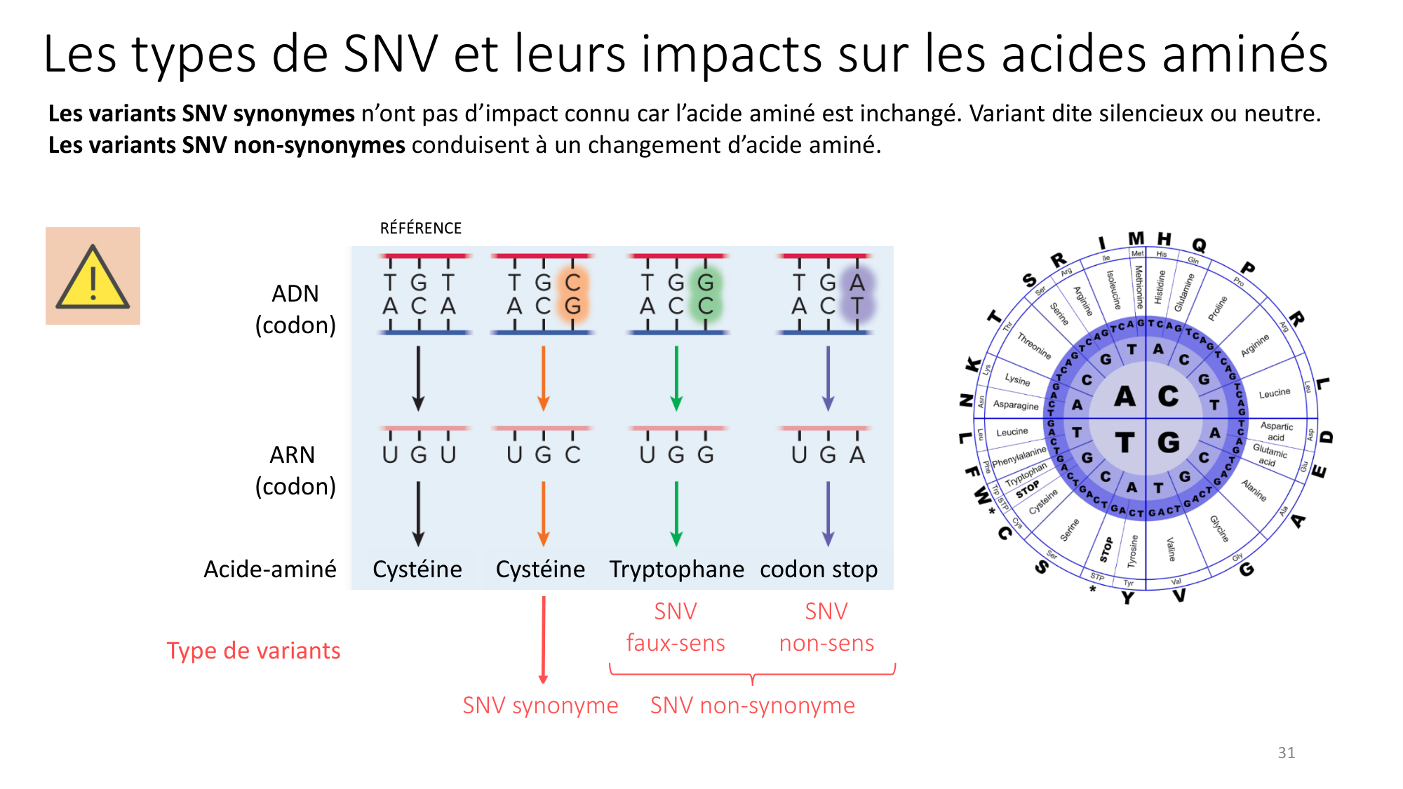 Génétique humaine — session 3 page 31