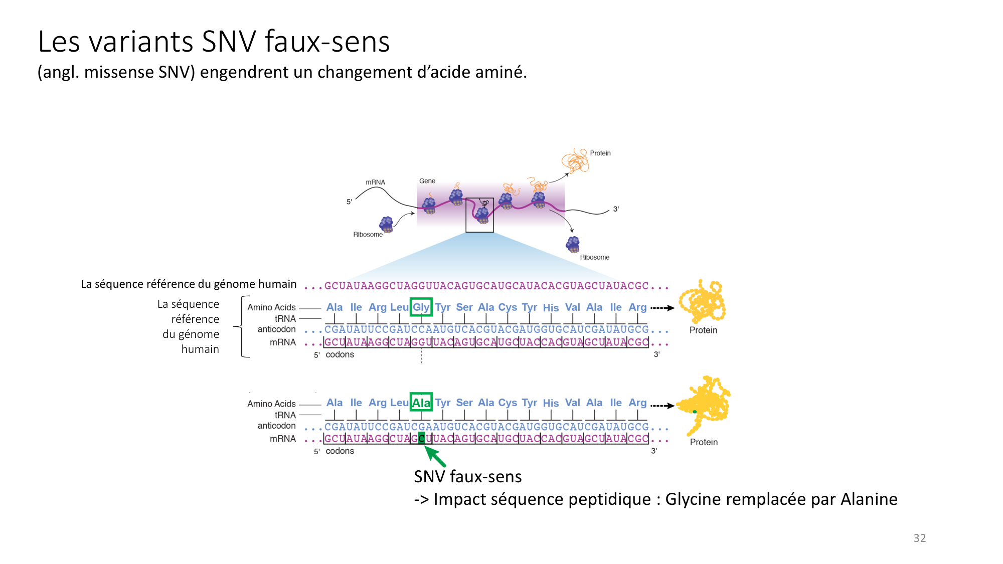 Génétique humaine — session 3 page 32