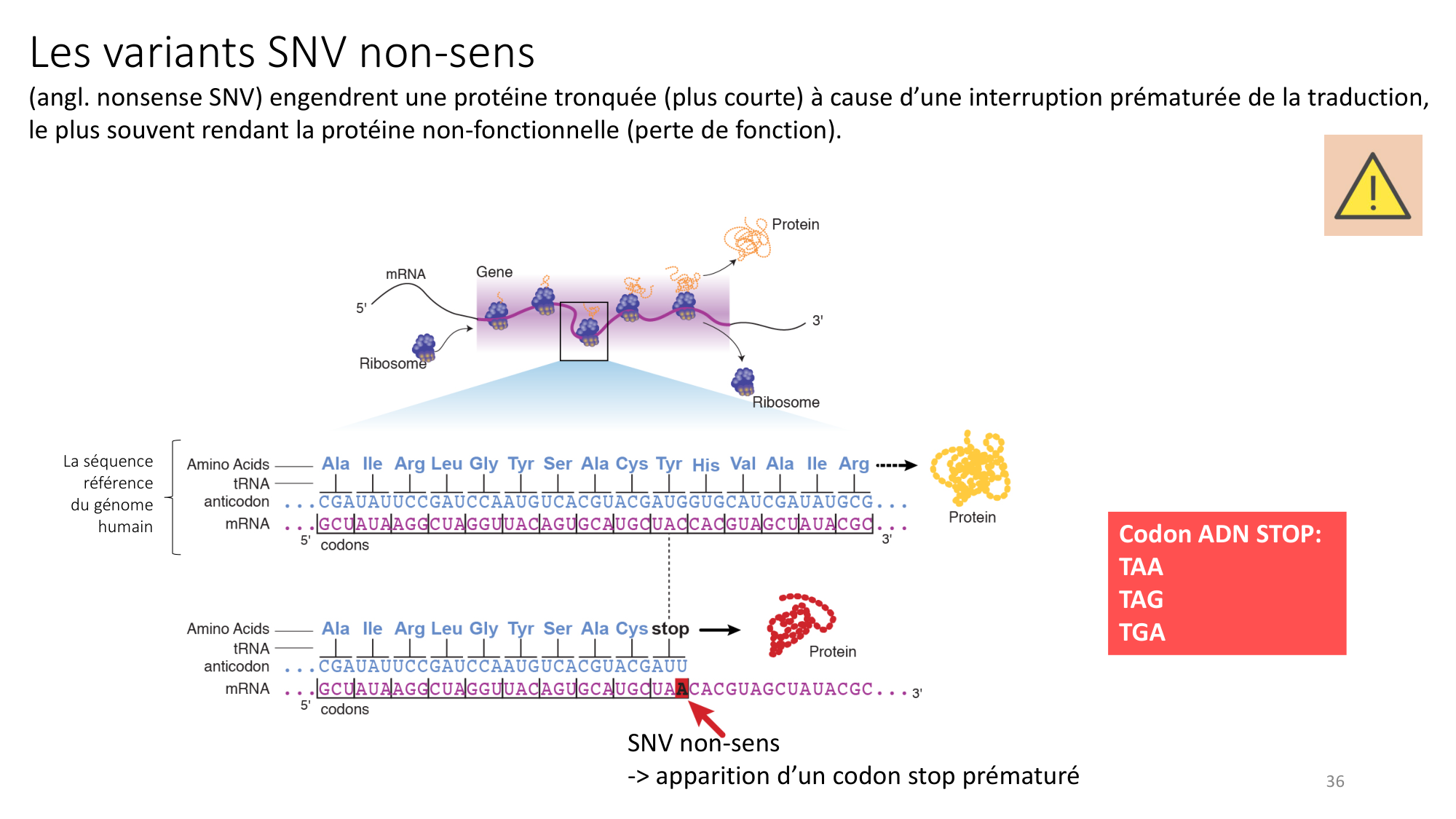 Génétique humaine — session 3 page 36