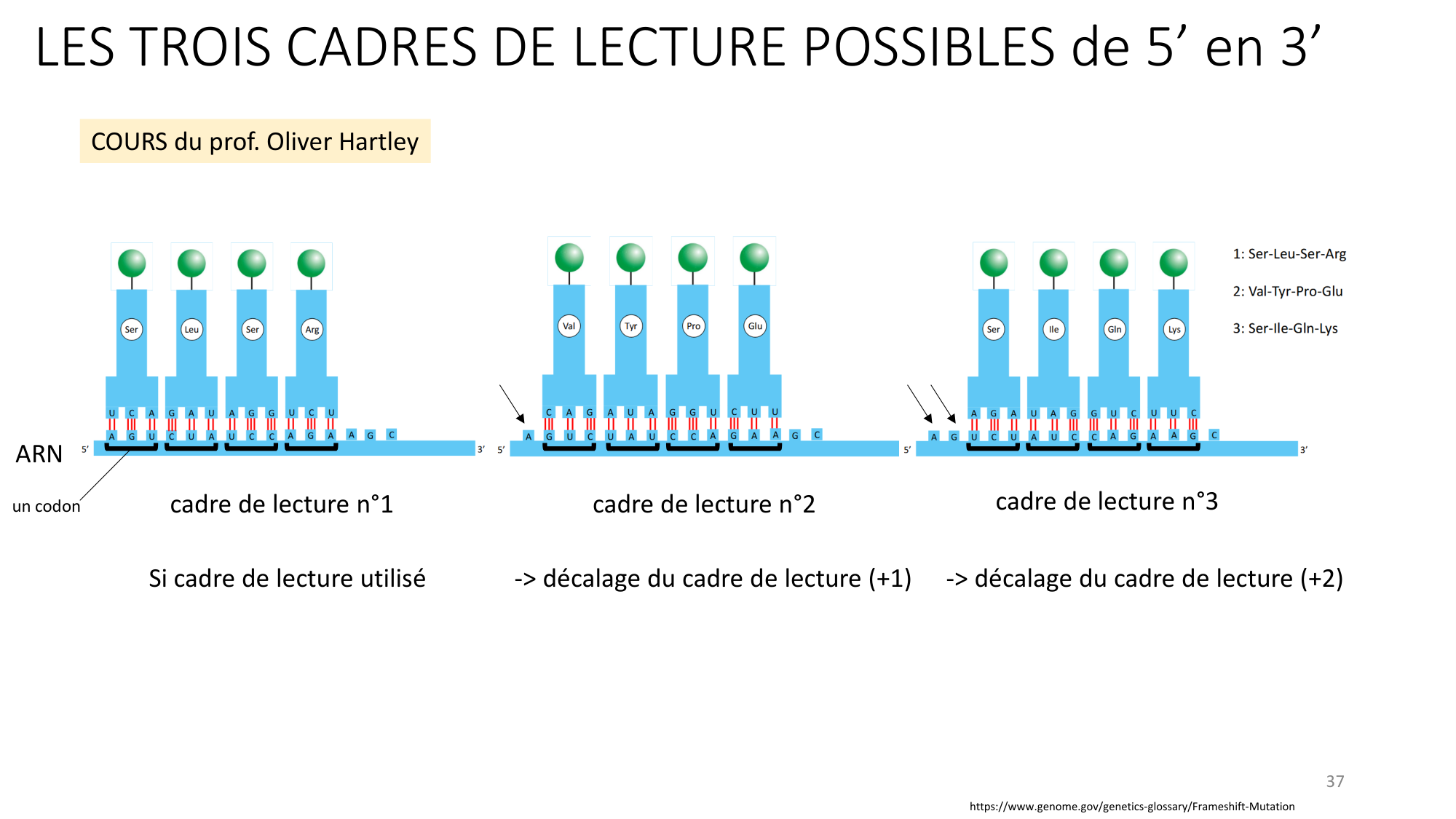 Génétique humaine — session 3 page 37