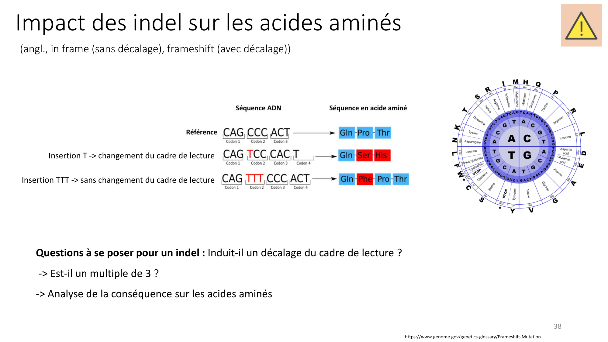 Génétique humaine — session 3 page 38