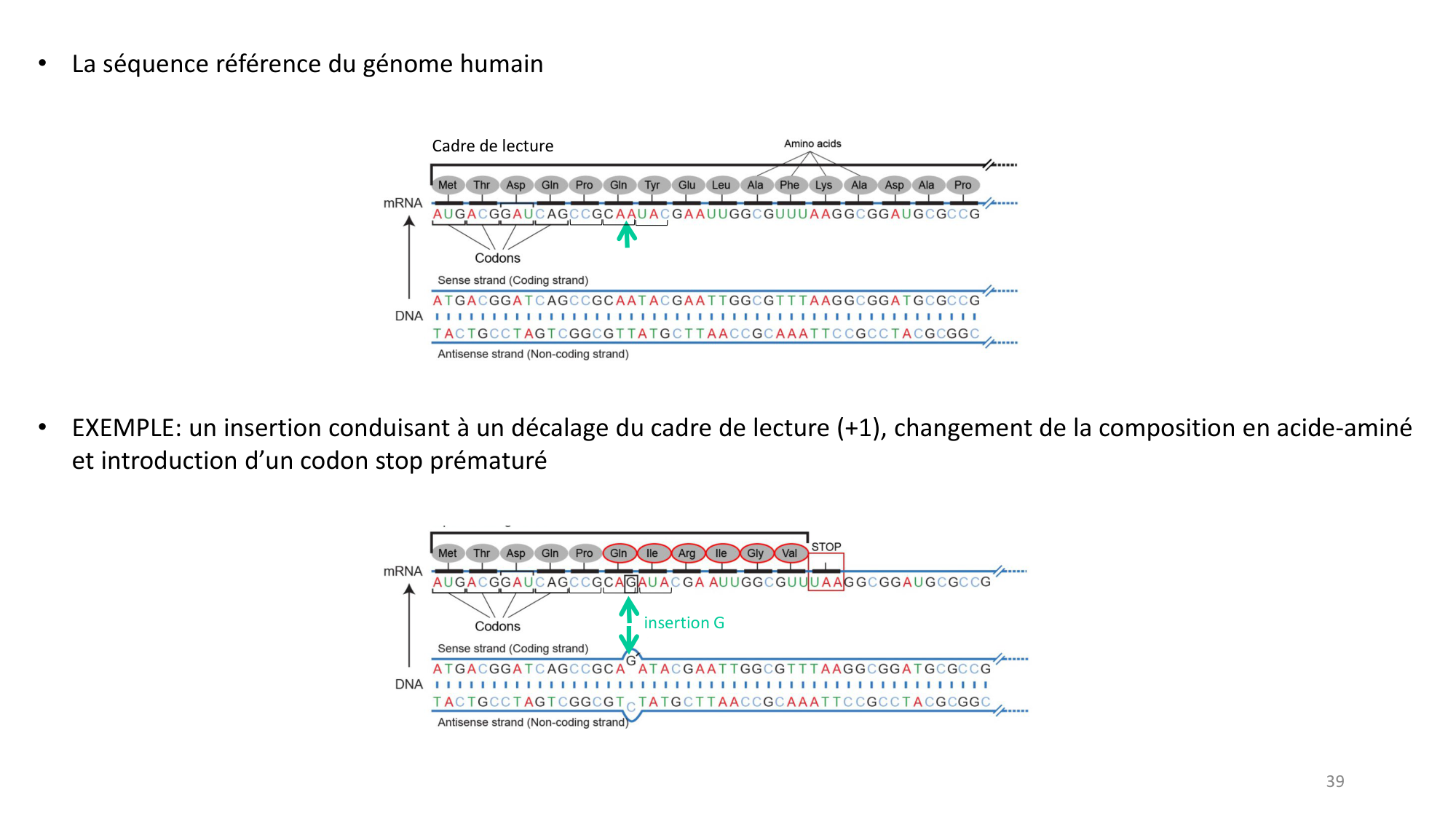 Génétique humaine — session 3 page 39