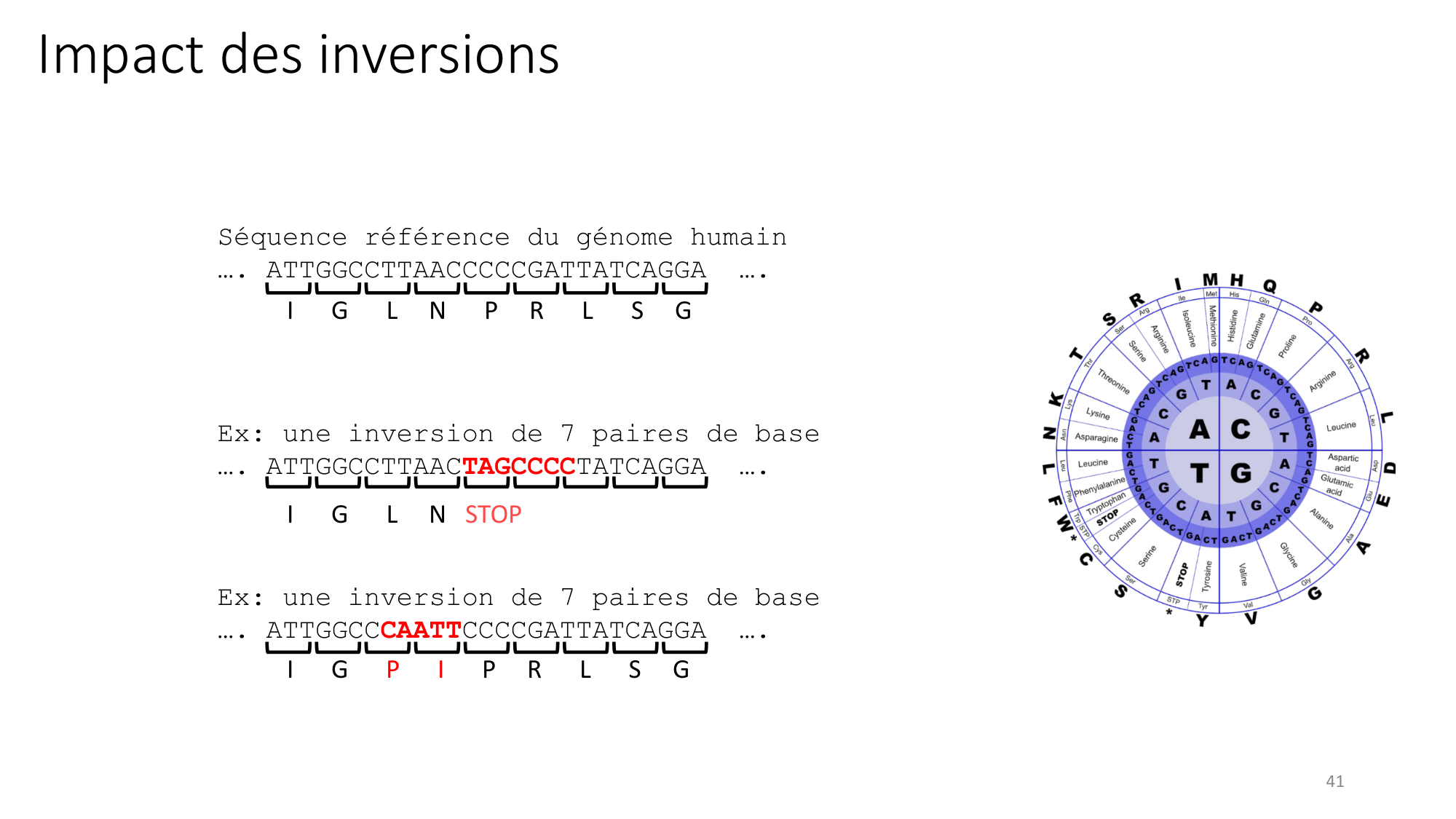 Génétique humaine — session 3 page 41