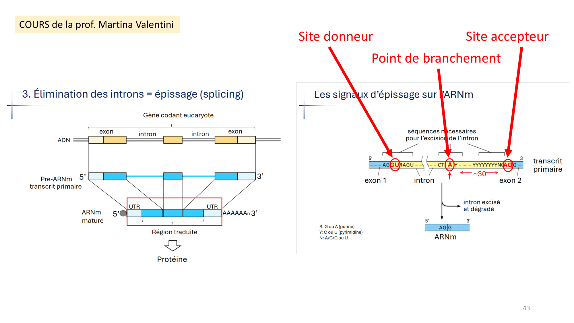 Génétique humaine — session 3 page 43