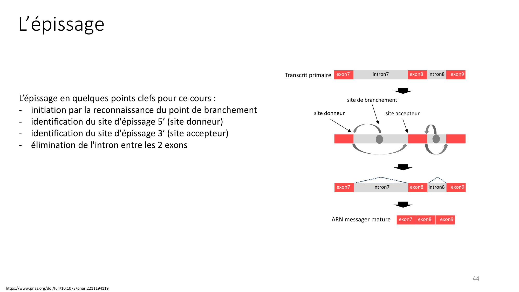 Génétique humaine — session 3 page 44