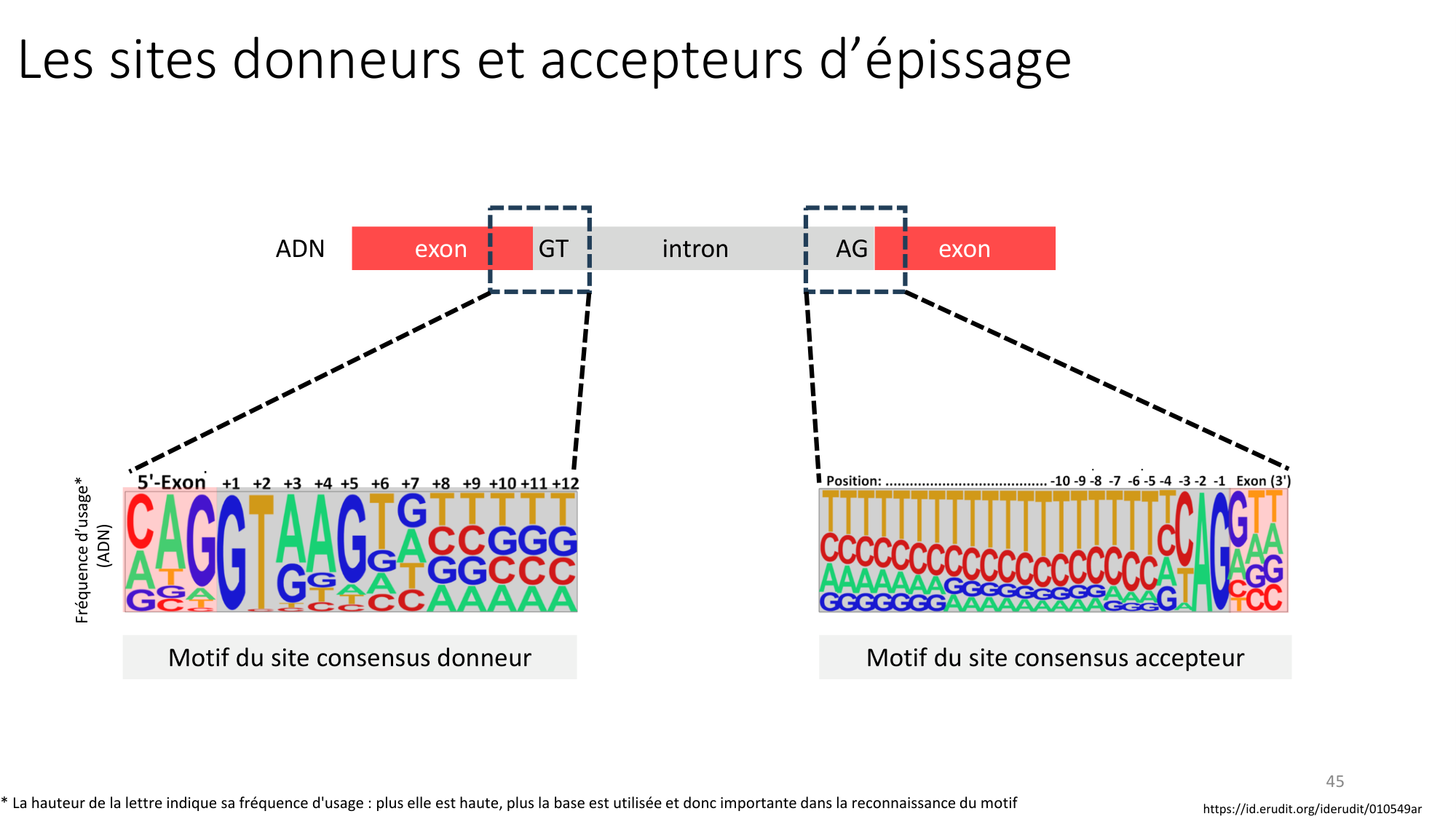 Génétique humaine — session 3 page 45