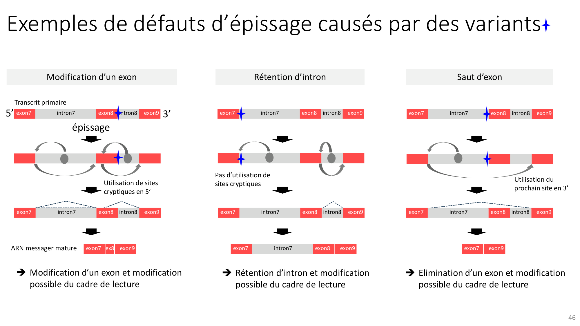 Génétique humaine — session 3 page 46