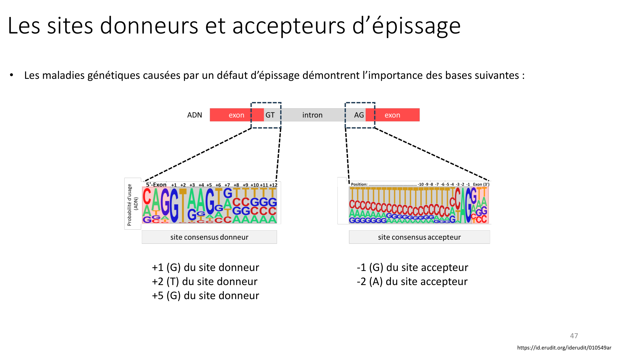 Génétique humaine — session 3 page 47
