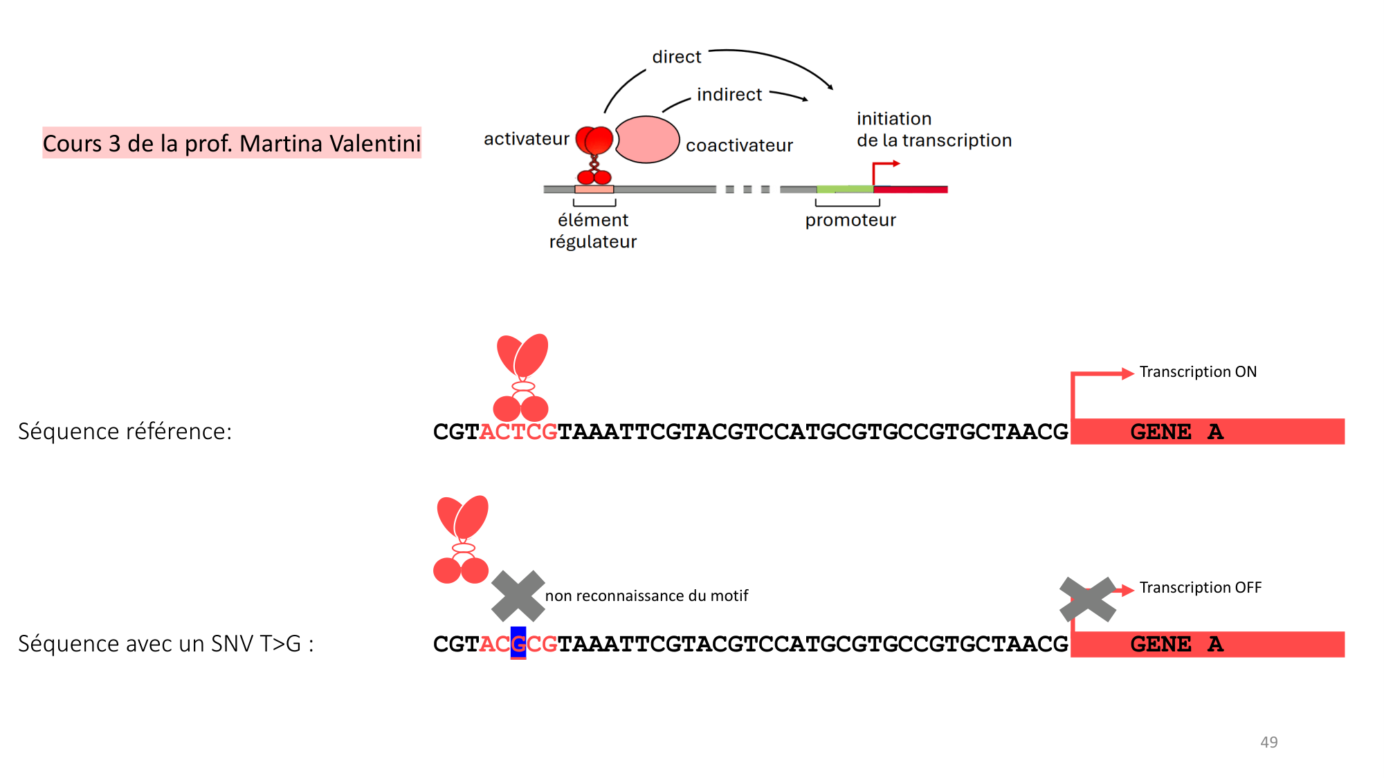 Génétique humaine — session 3 page 49